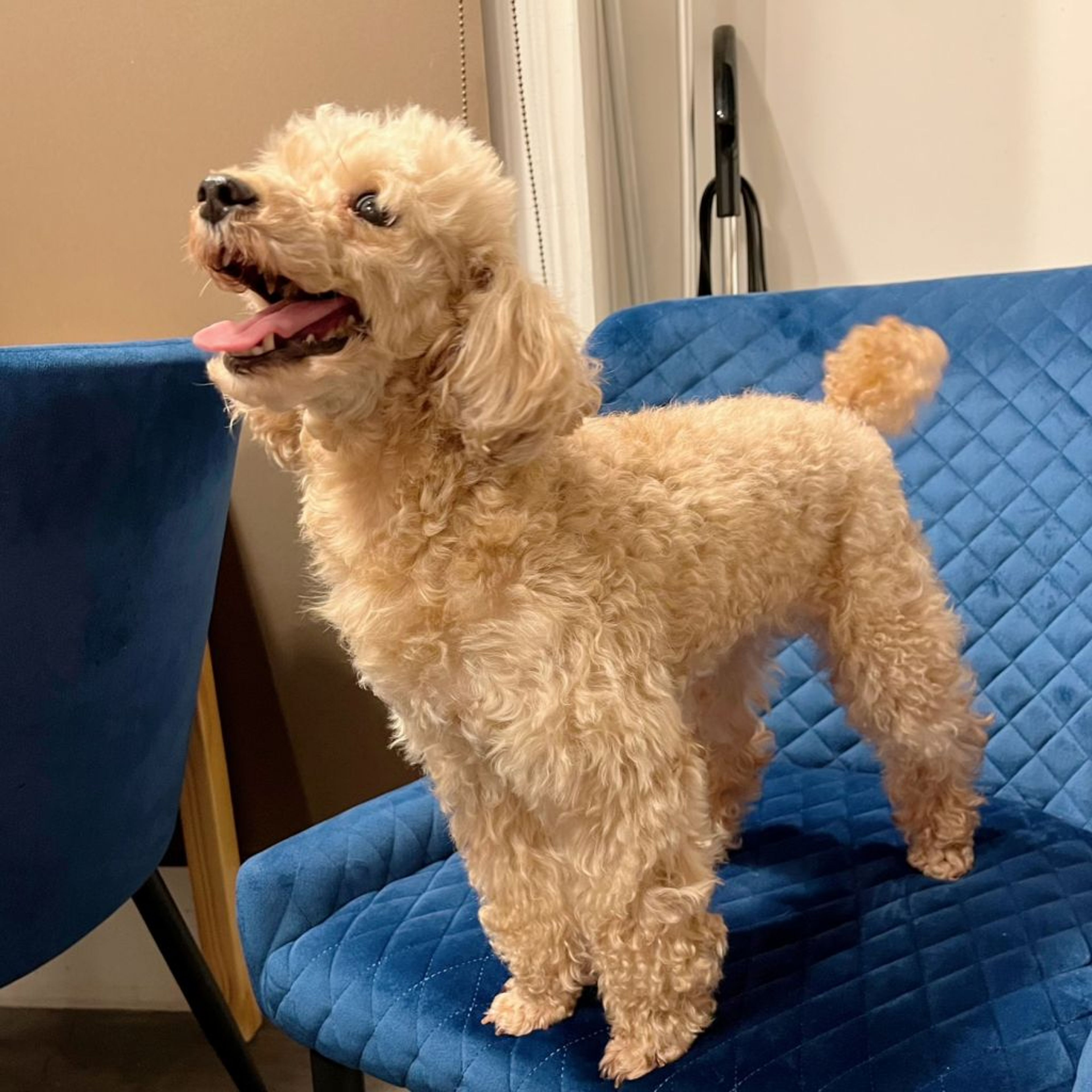 pet-image-8