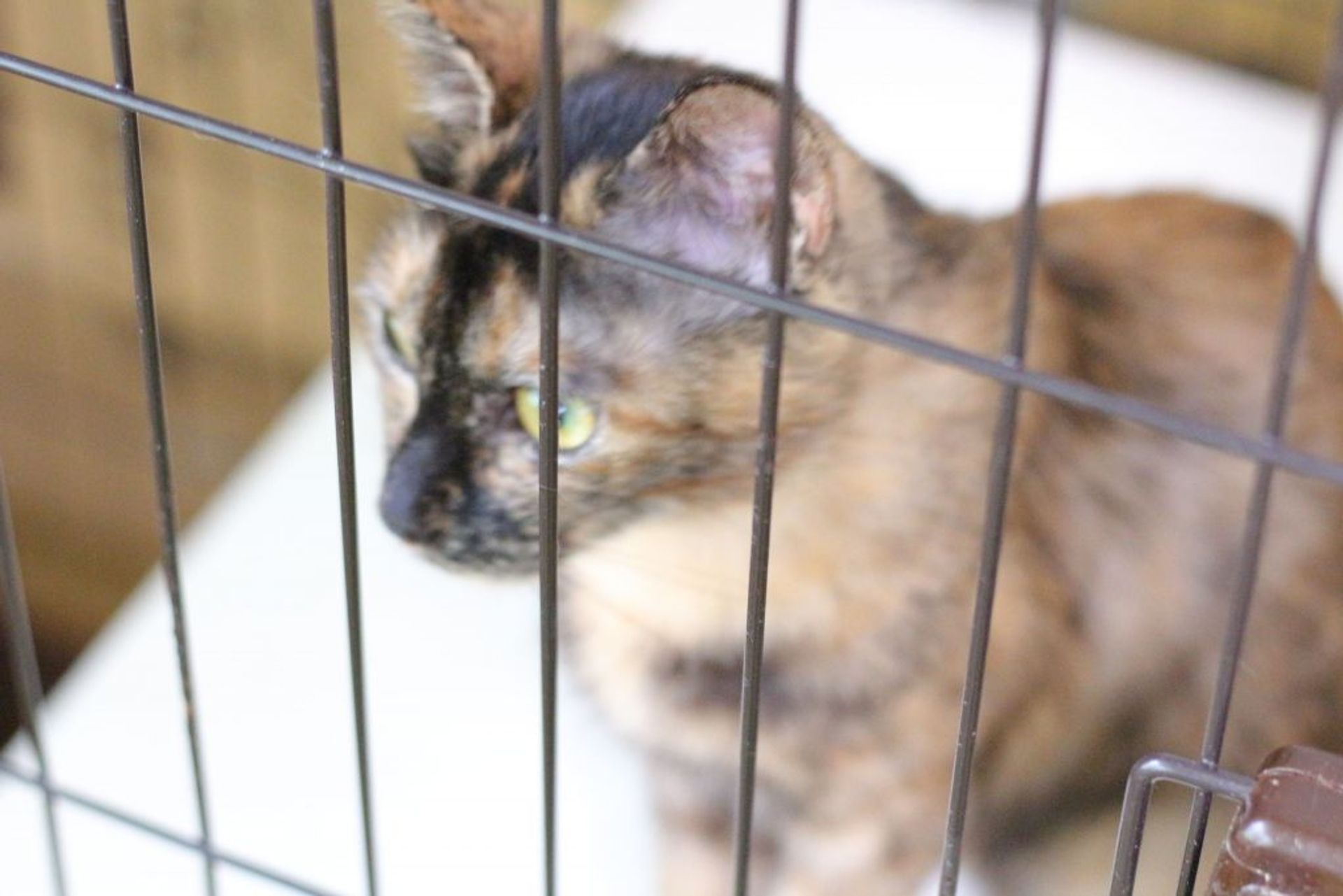 雑種（ミックス猫）・メスの里親募集の写真