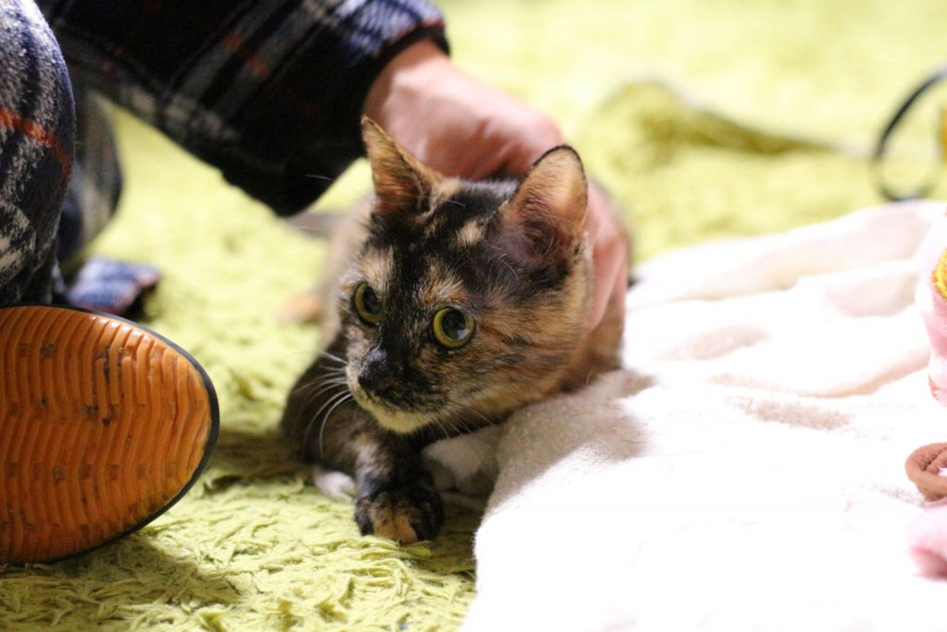 pet-image-4