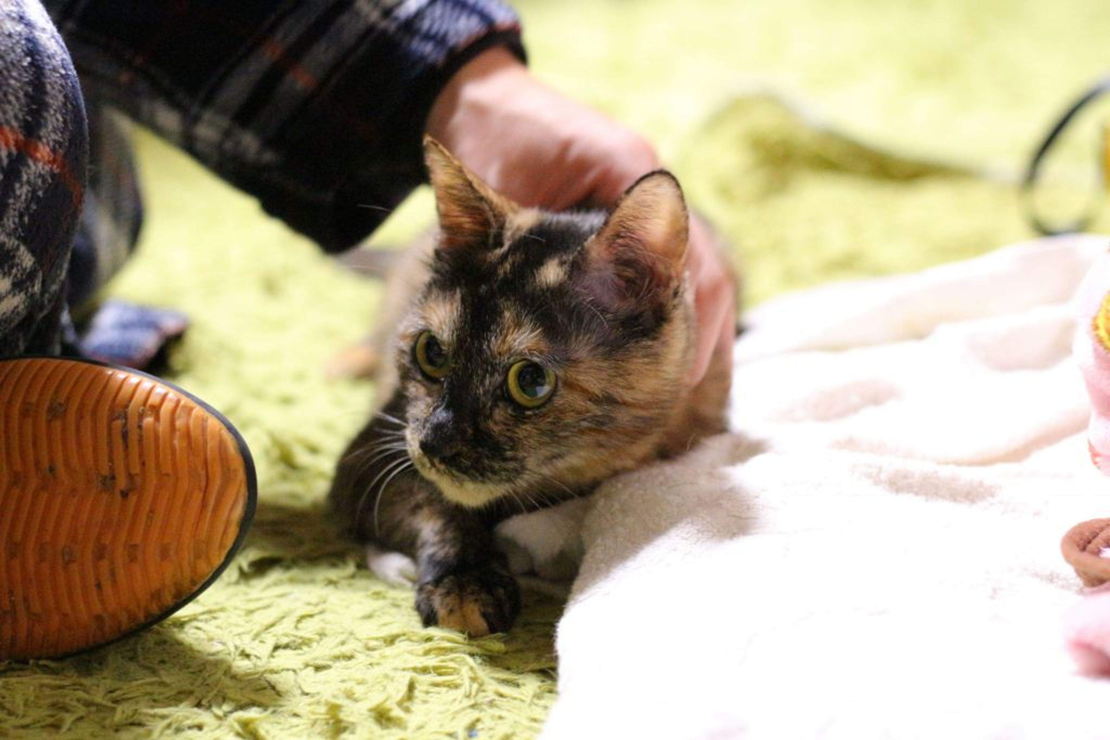 pet-image-4