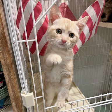 おかかの写真