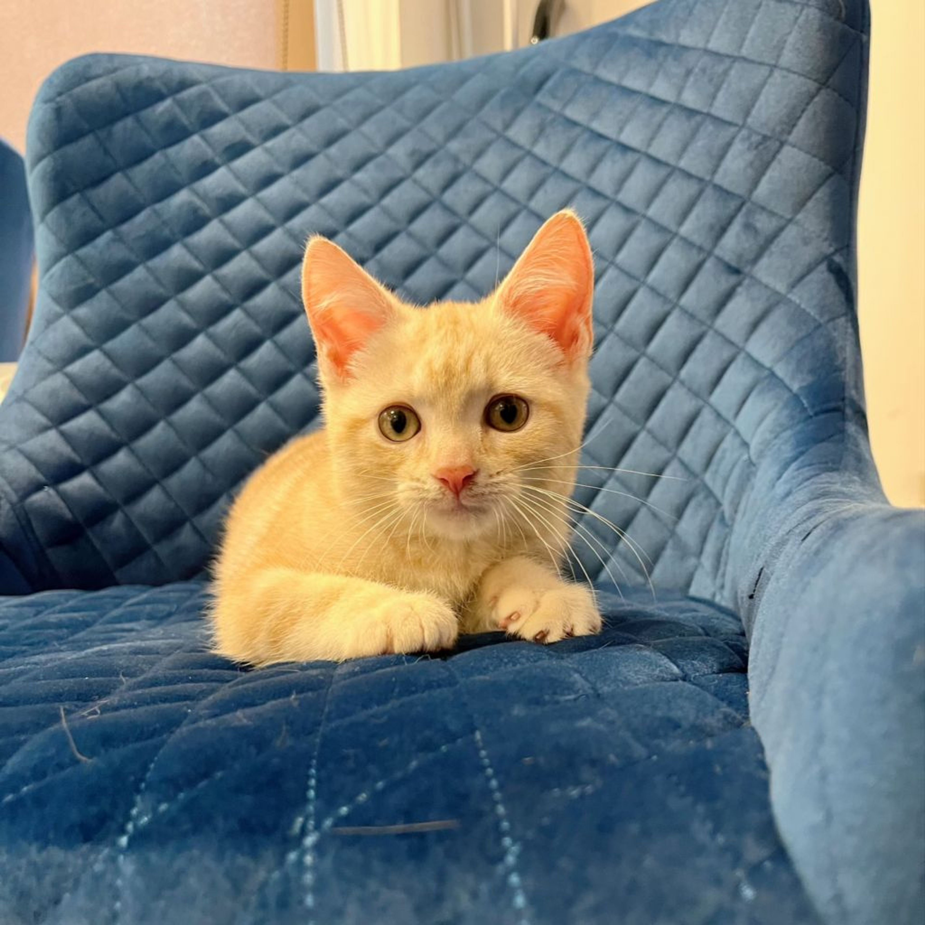 pet-image-4