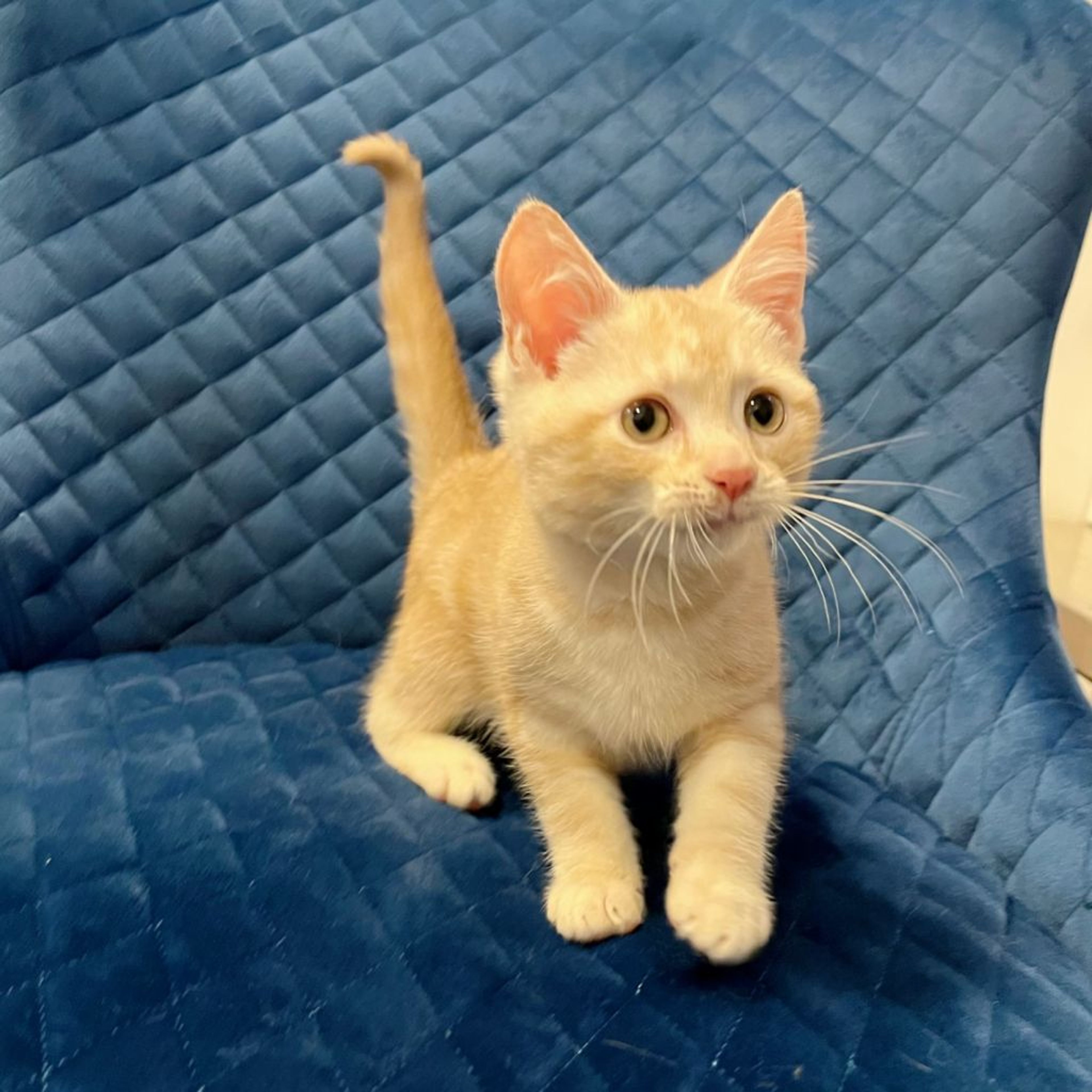 pet-image-5