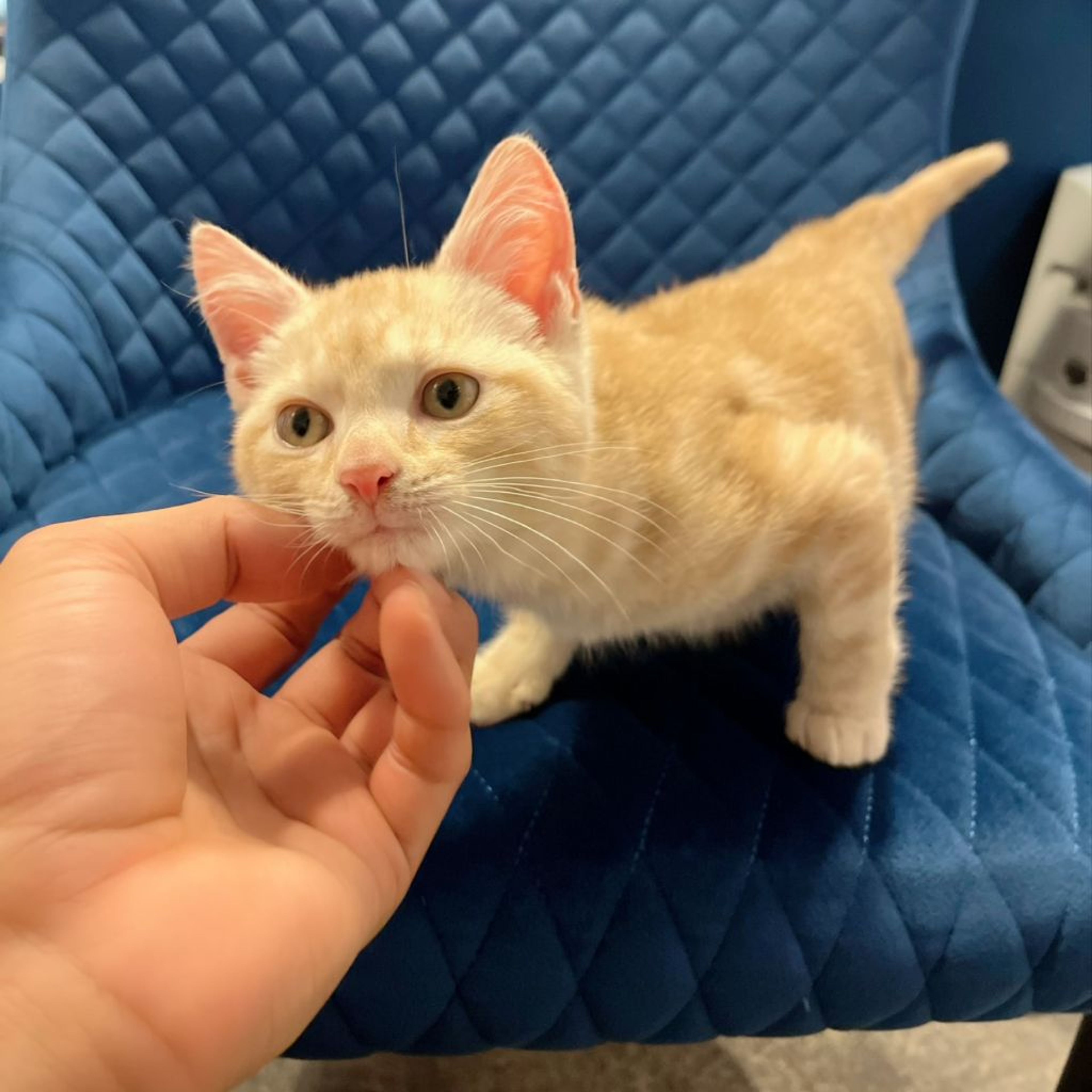 pet-image-6