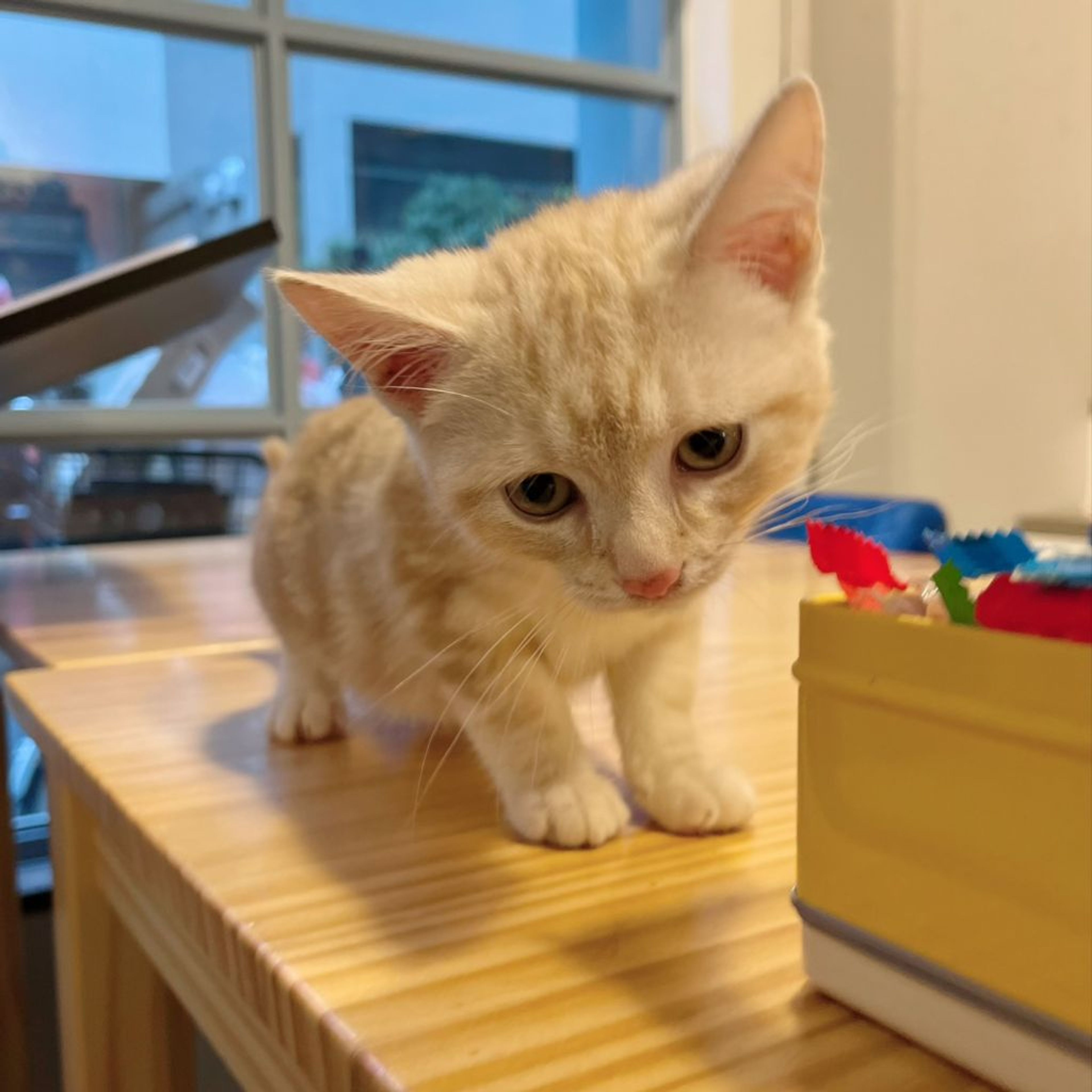 pet-image-9
