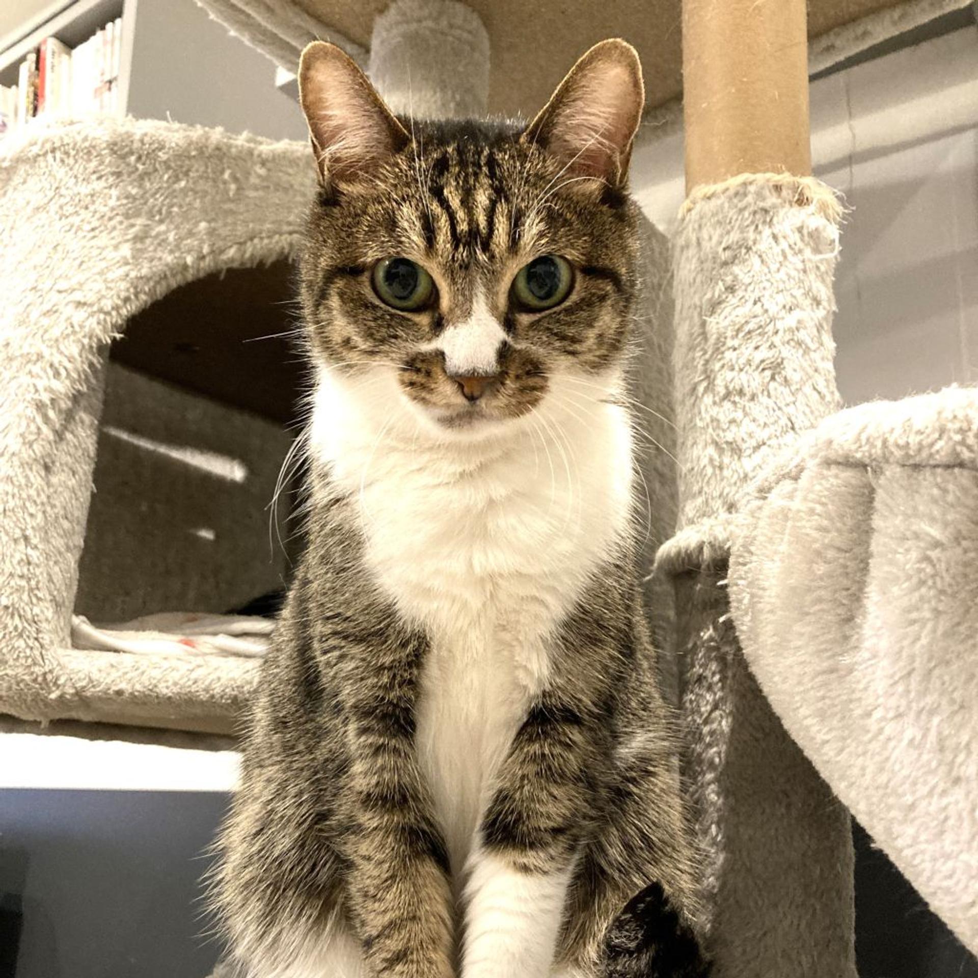 pet-image-2
