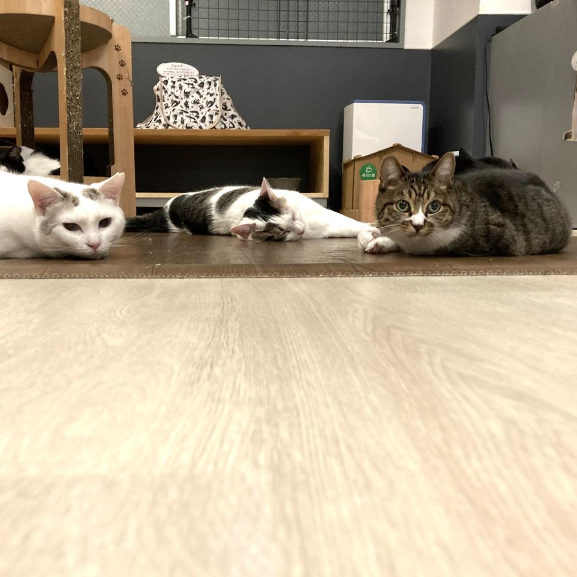 pet-image-3