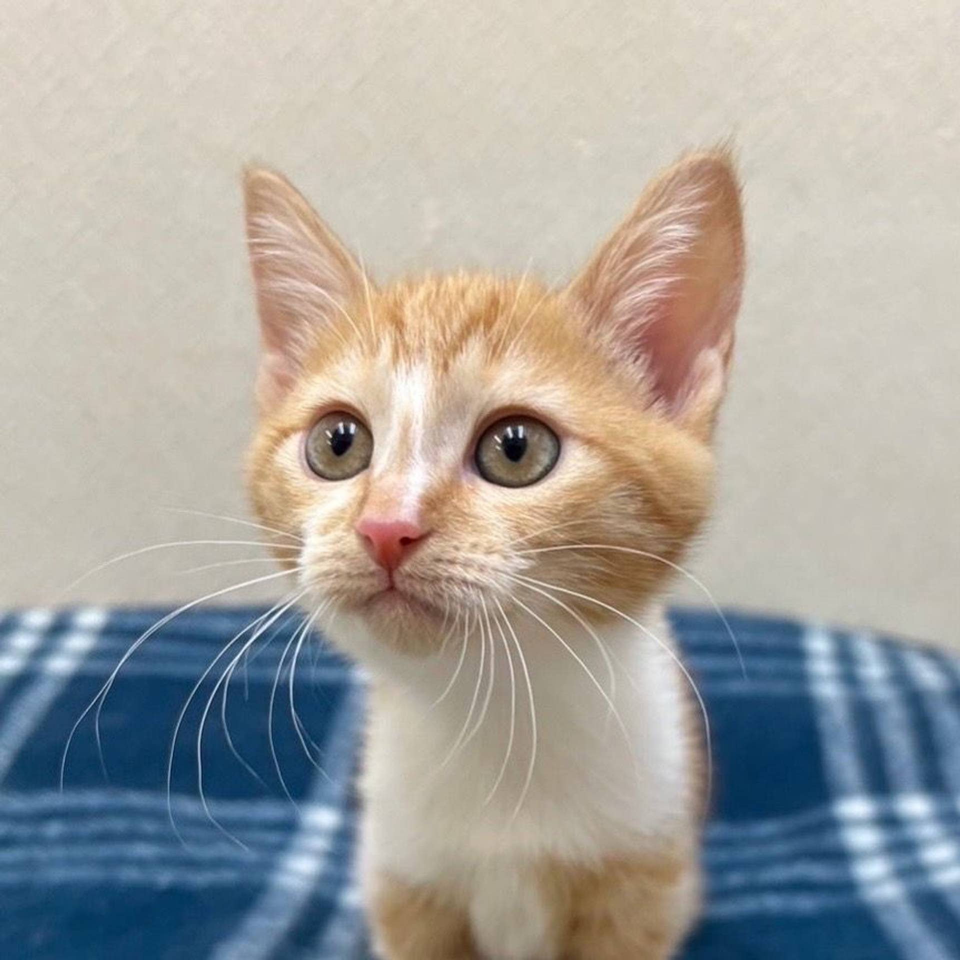 雑種（ミックス猫）・メスの里親募集の写真