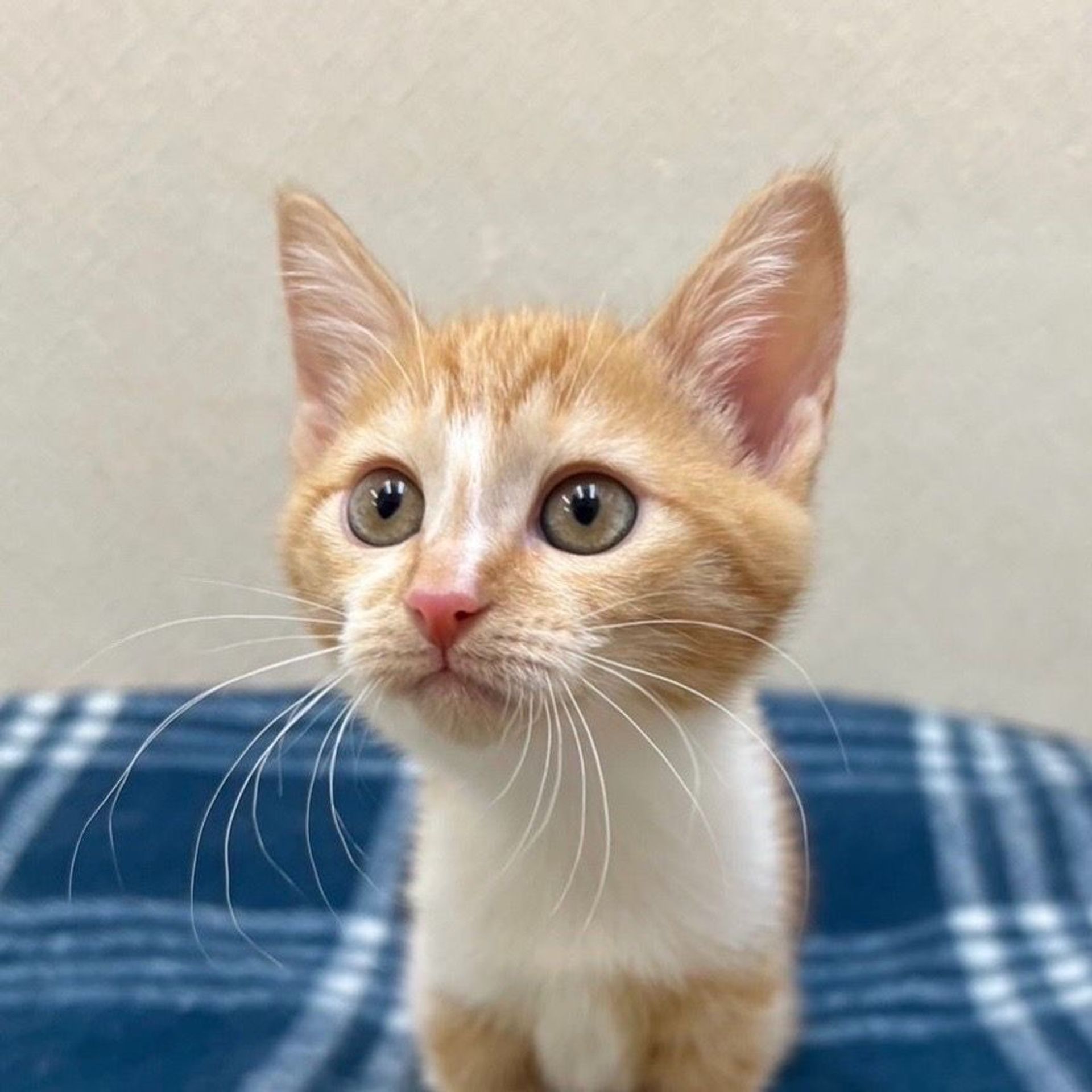 雑種（ミックス猫）・メスの里親募集の写真