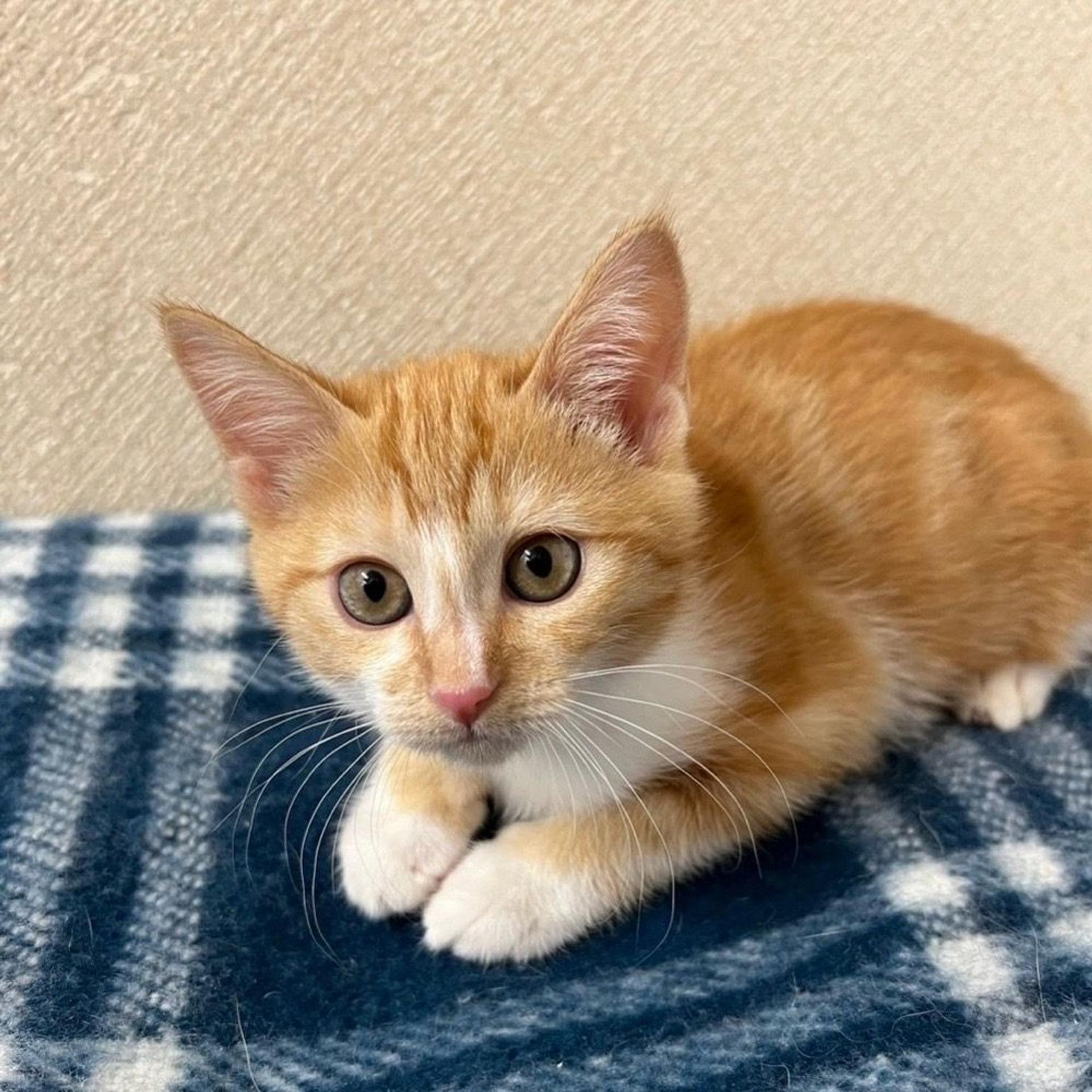 pet-image-4