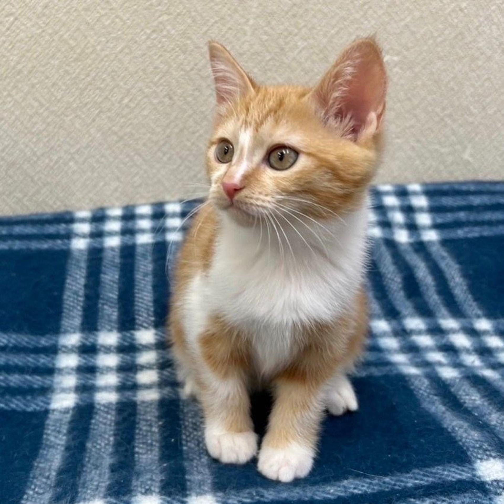 pet-image-8