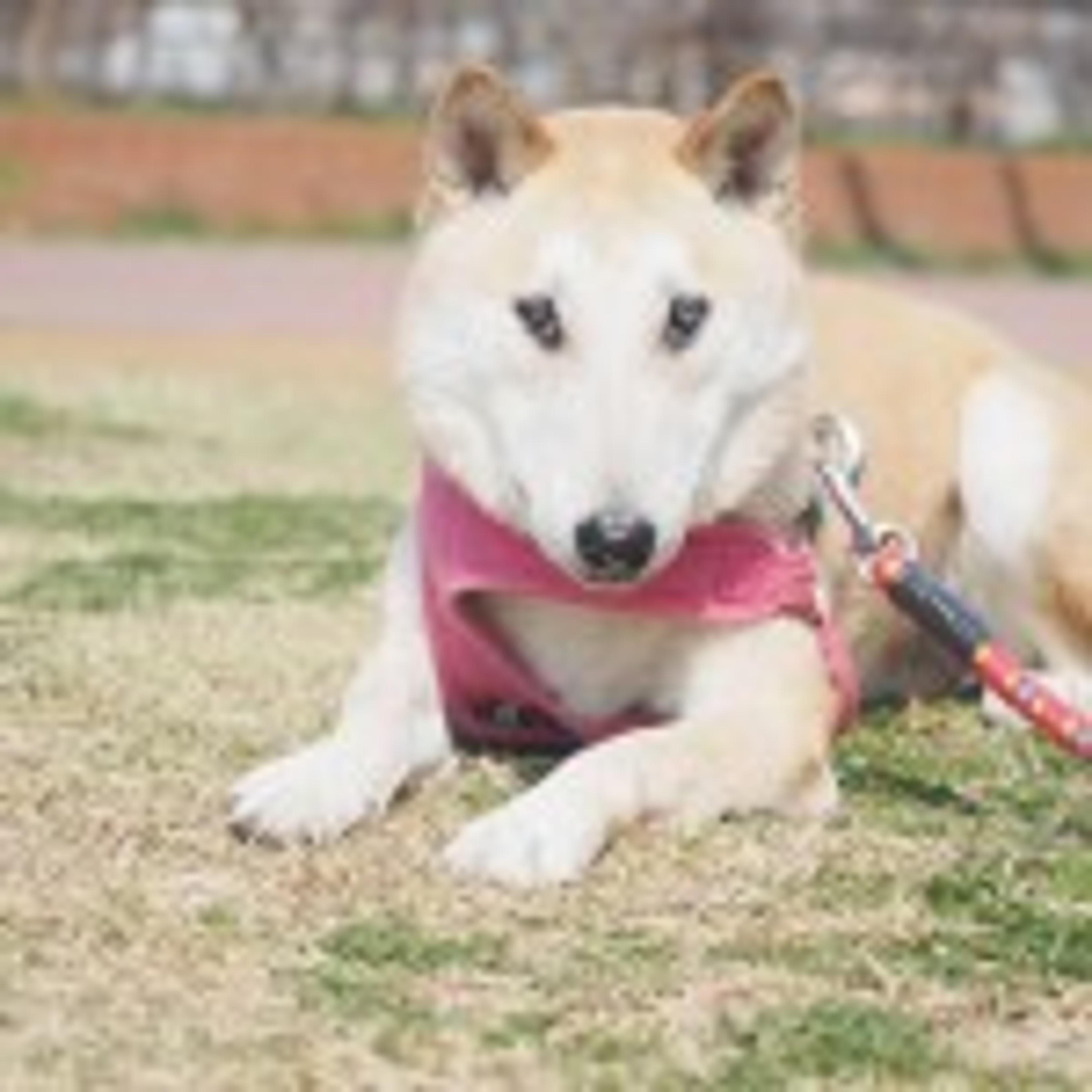 pet-image-3