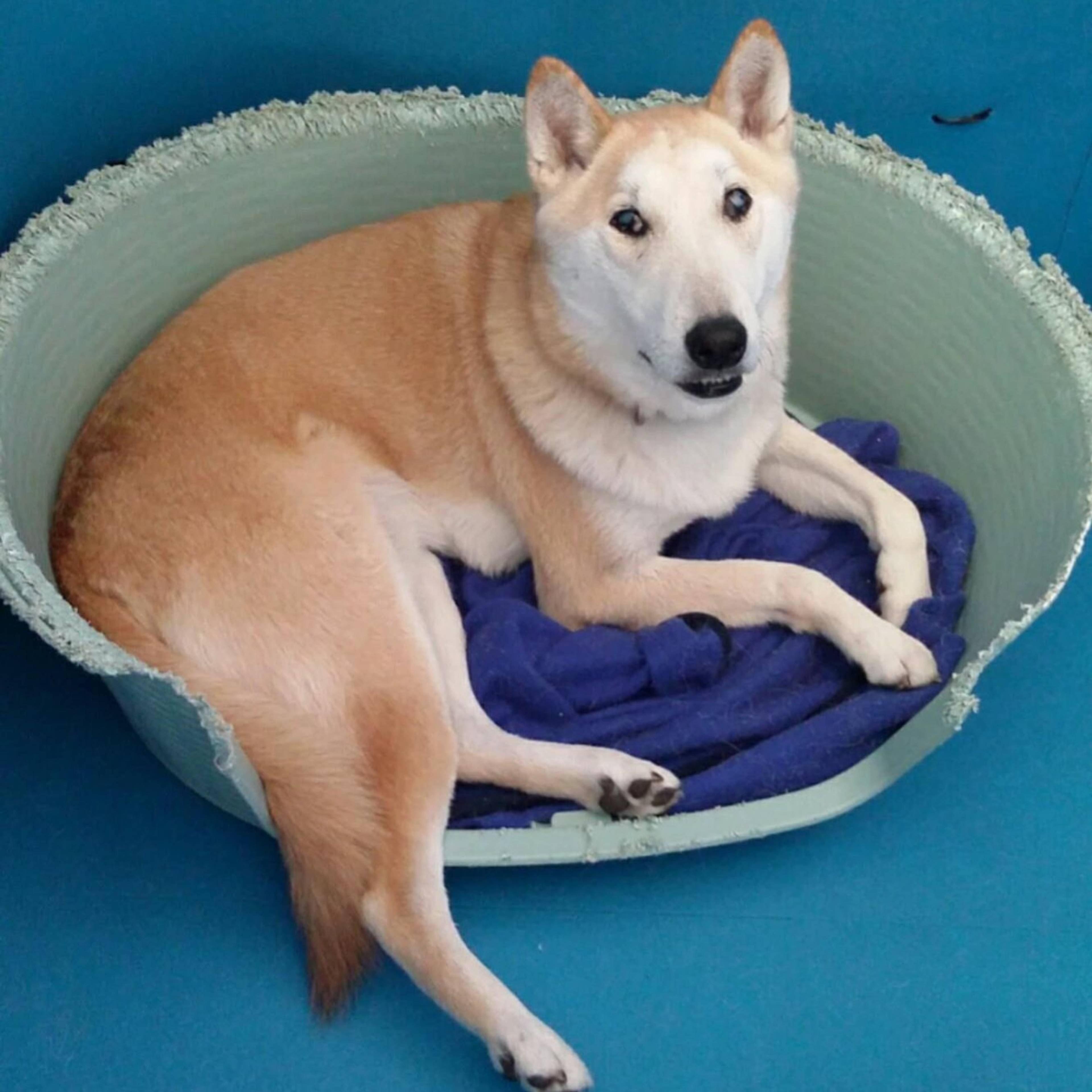 雑種（ミックス犬）・オスの里親募集の写真