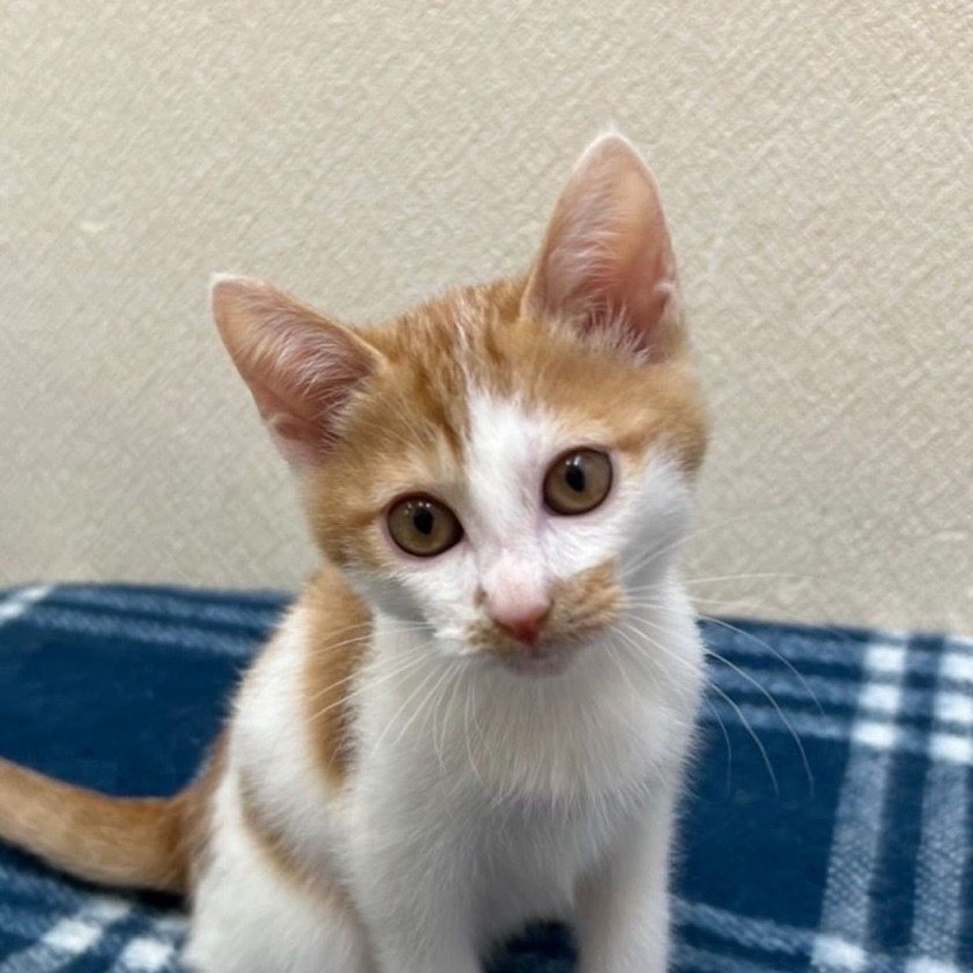 雑種（ミックス猫）・オスの里親募集の写真