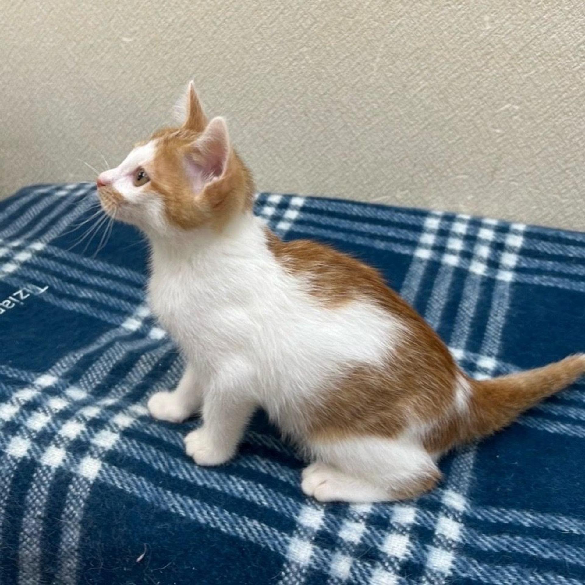 pet-image-4