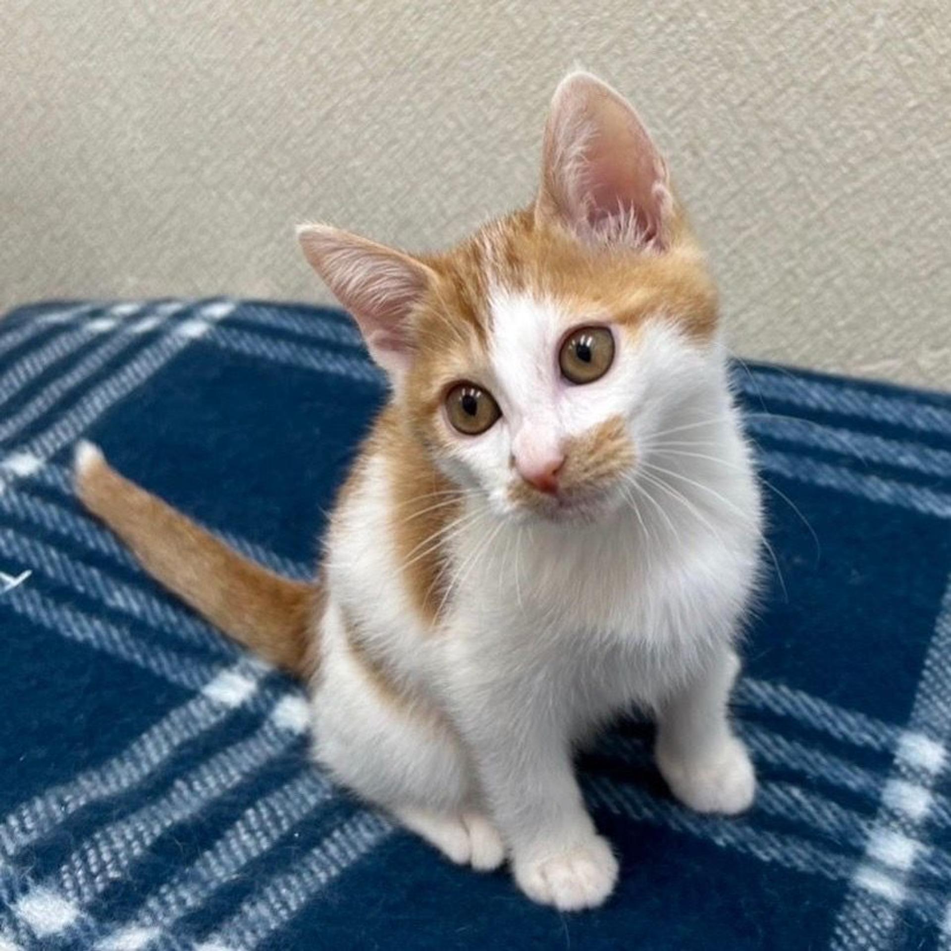 pet-image-5