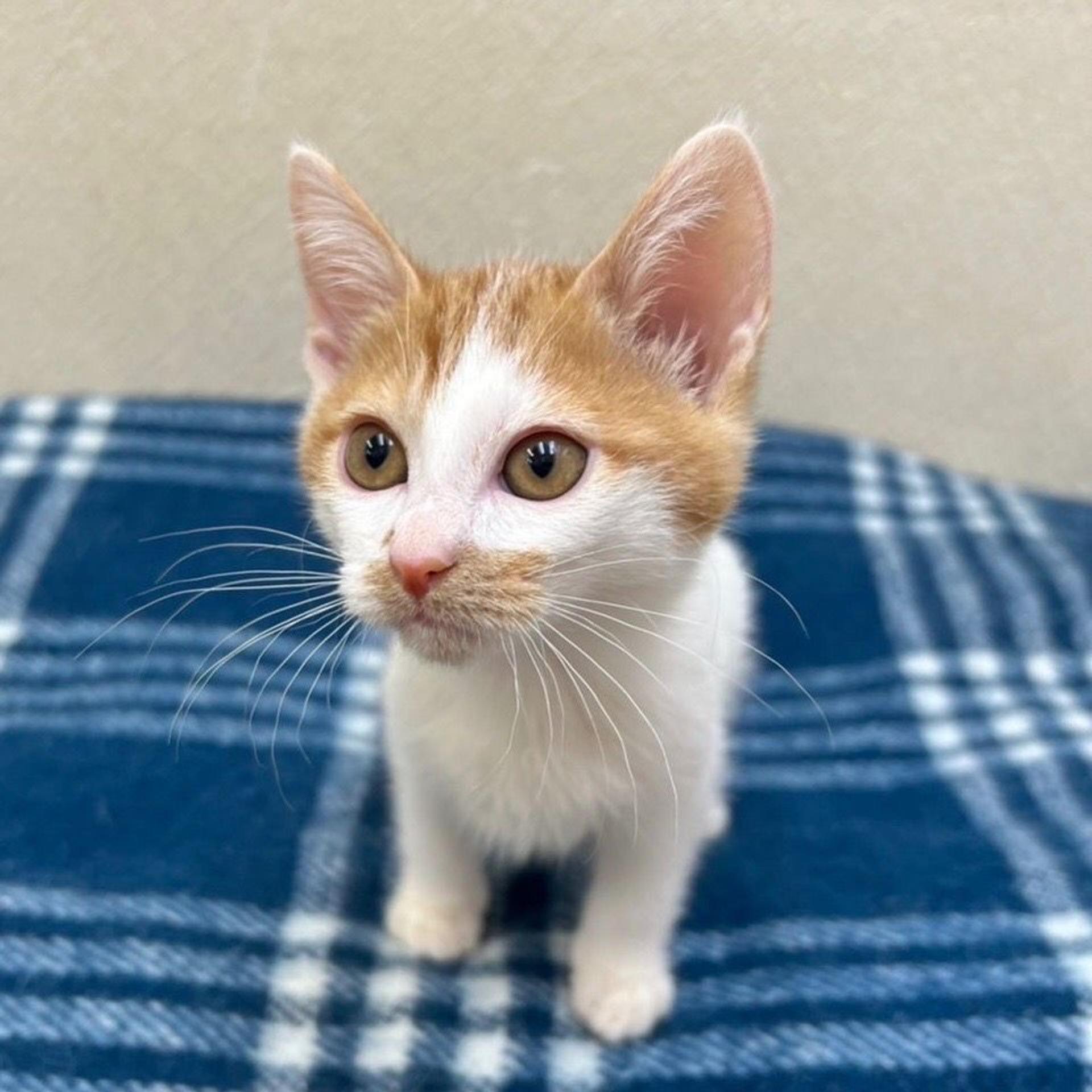 pet-image-6
