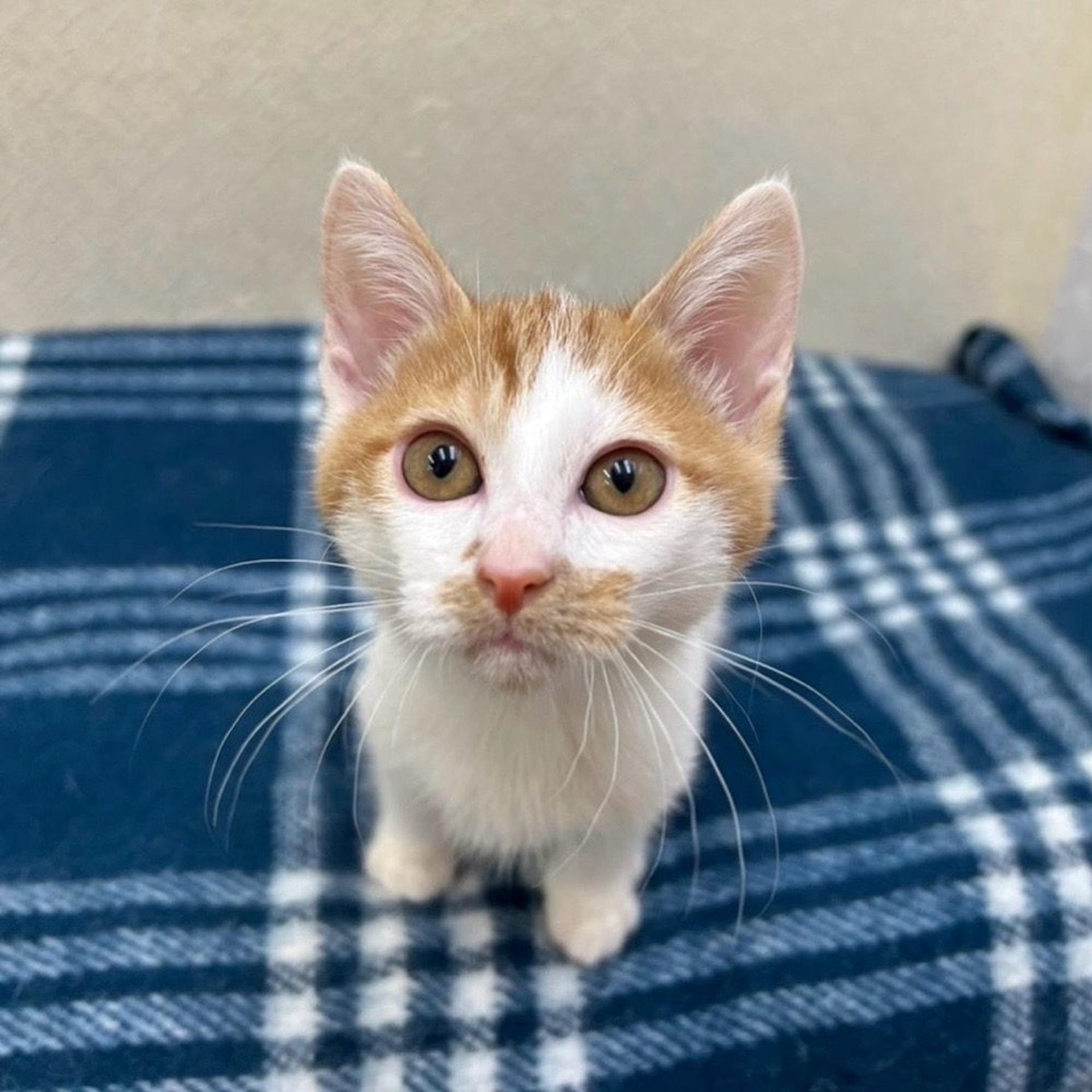 pet-image-8