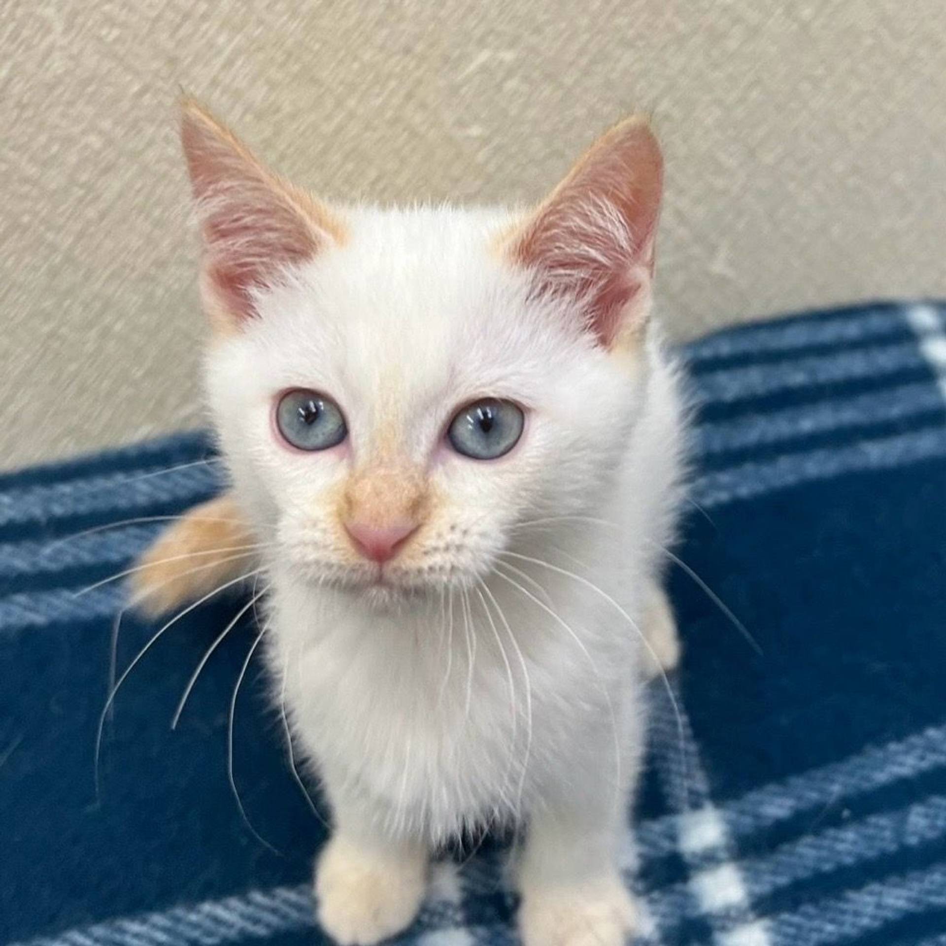 雑種（ミックス猫）・メスの里親募集の写真