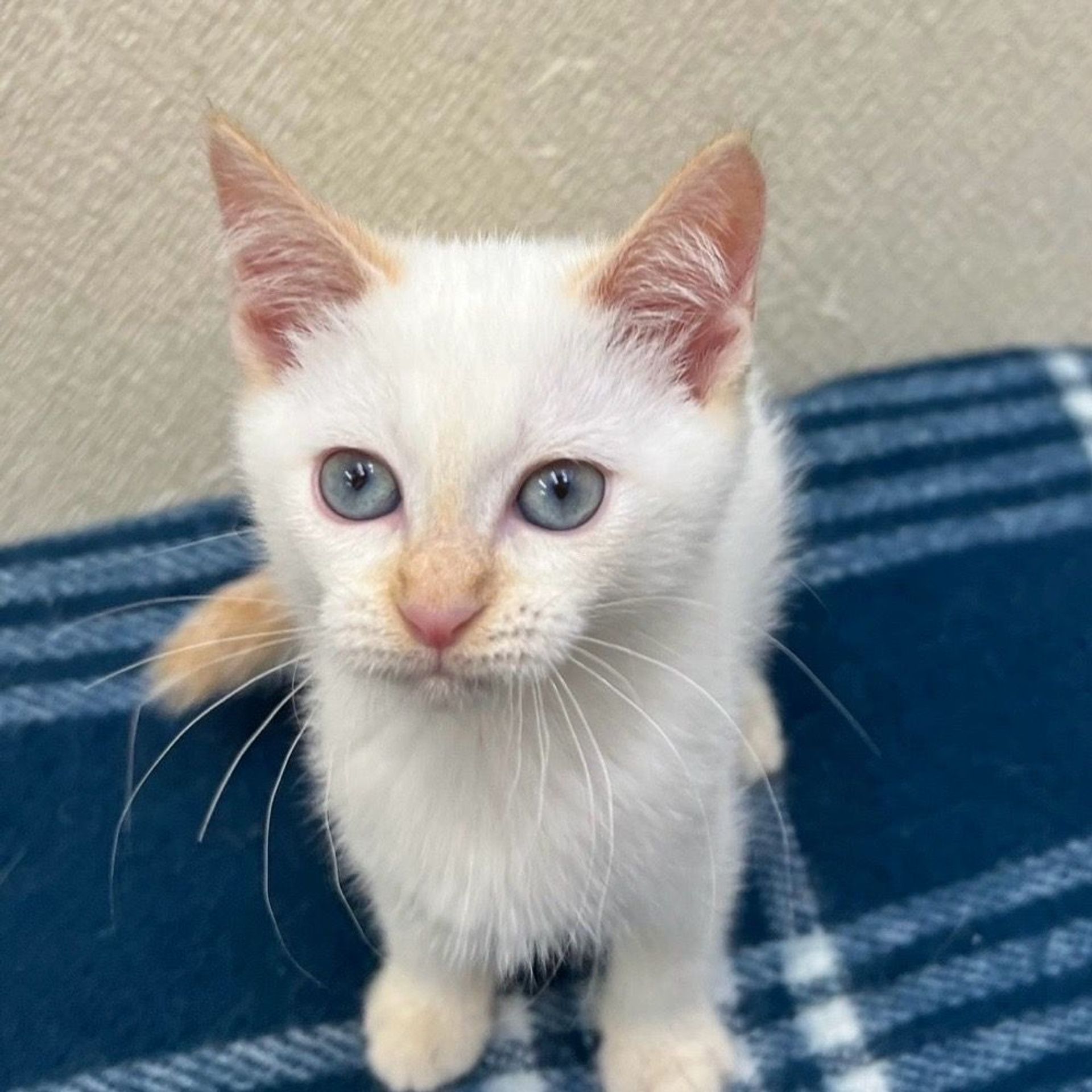 雑種（ミックス猫）・メスの里親募集の写真