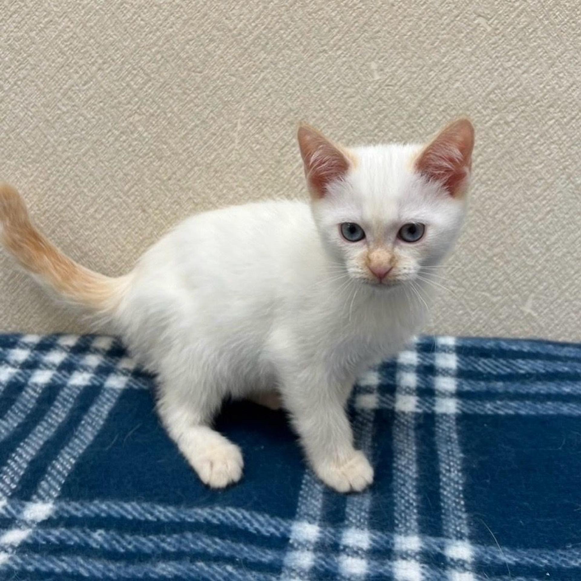 pet-image-3
