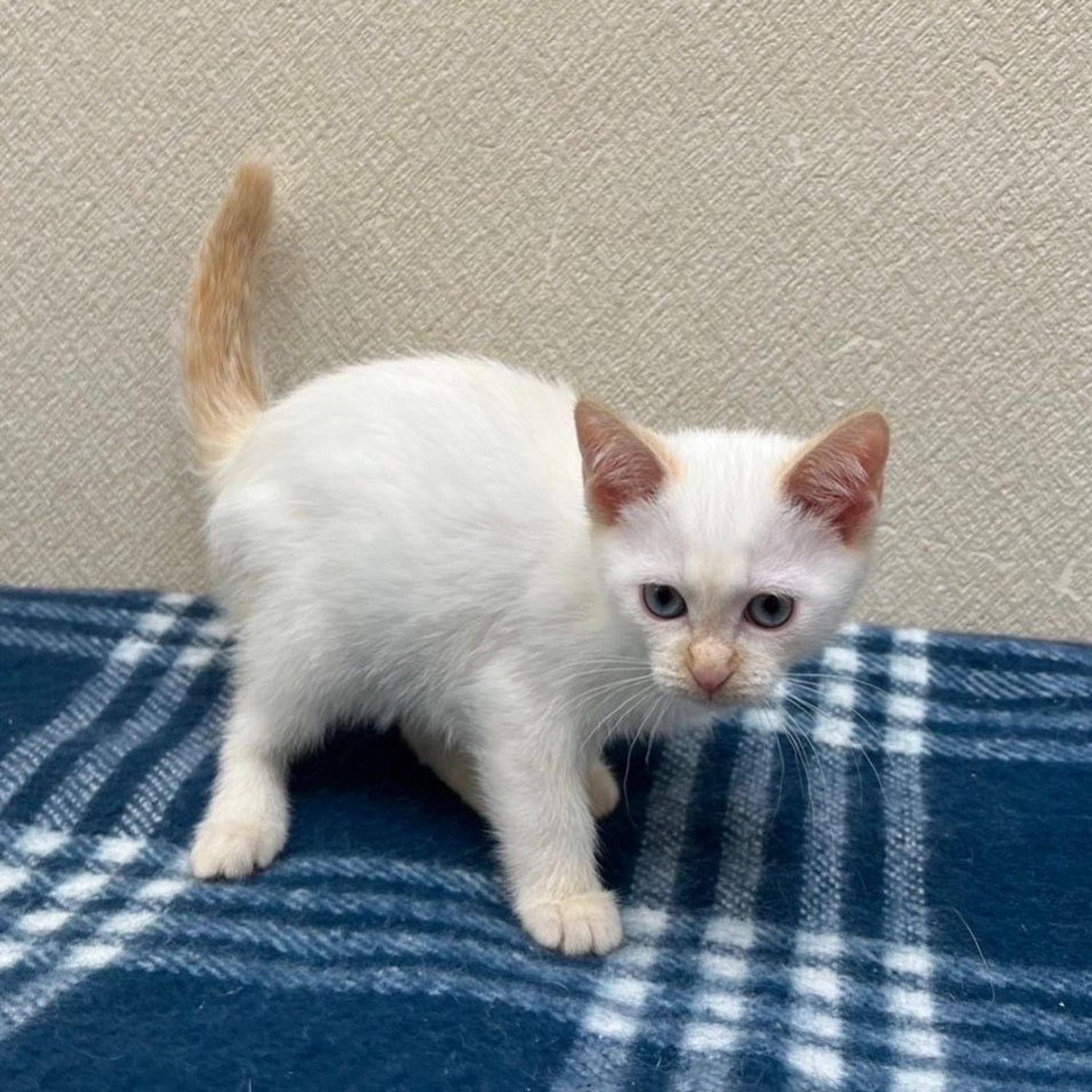 pet-image-8