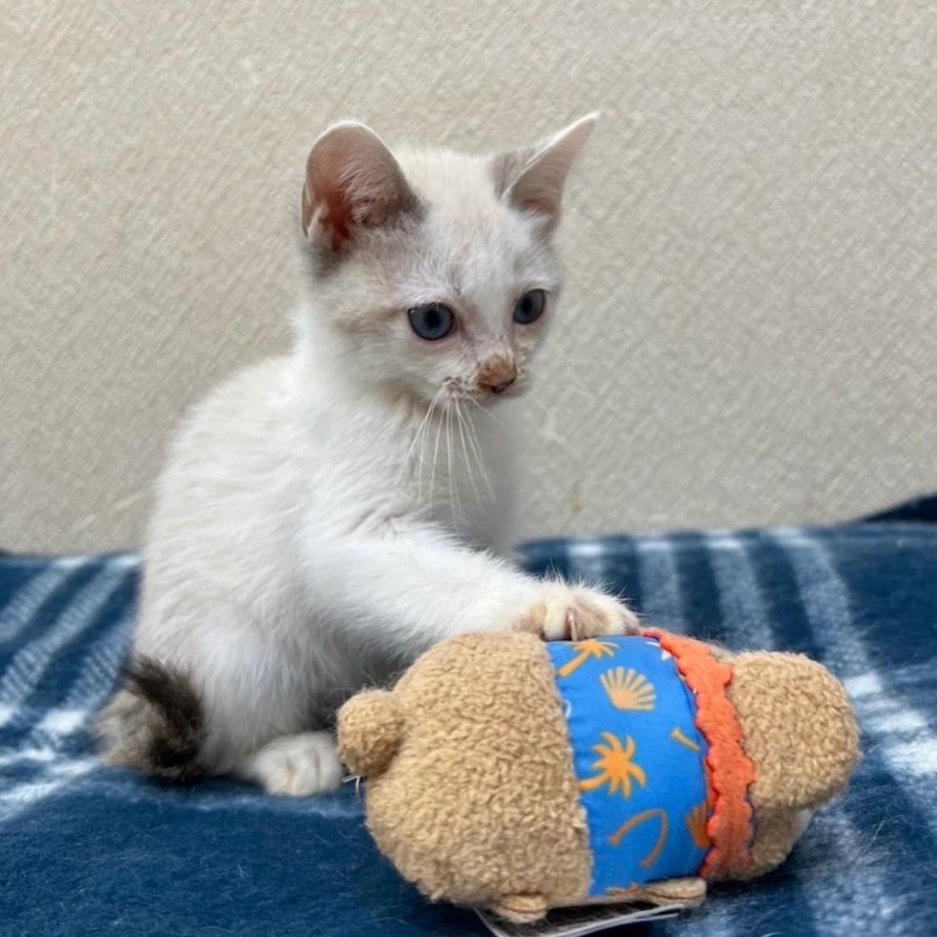 pet-image-3