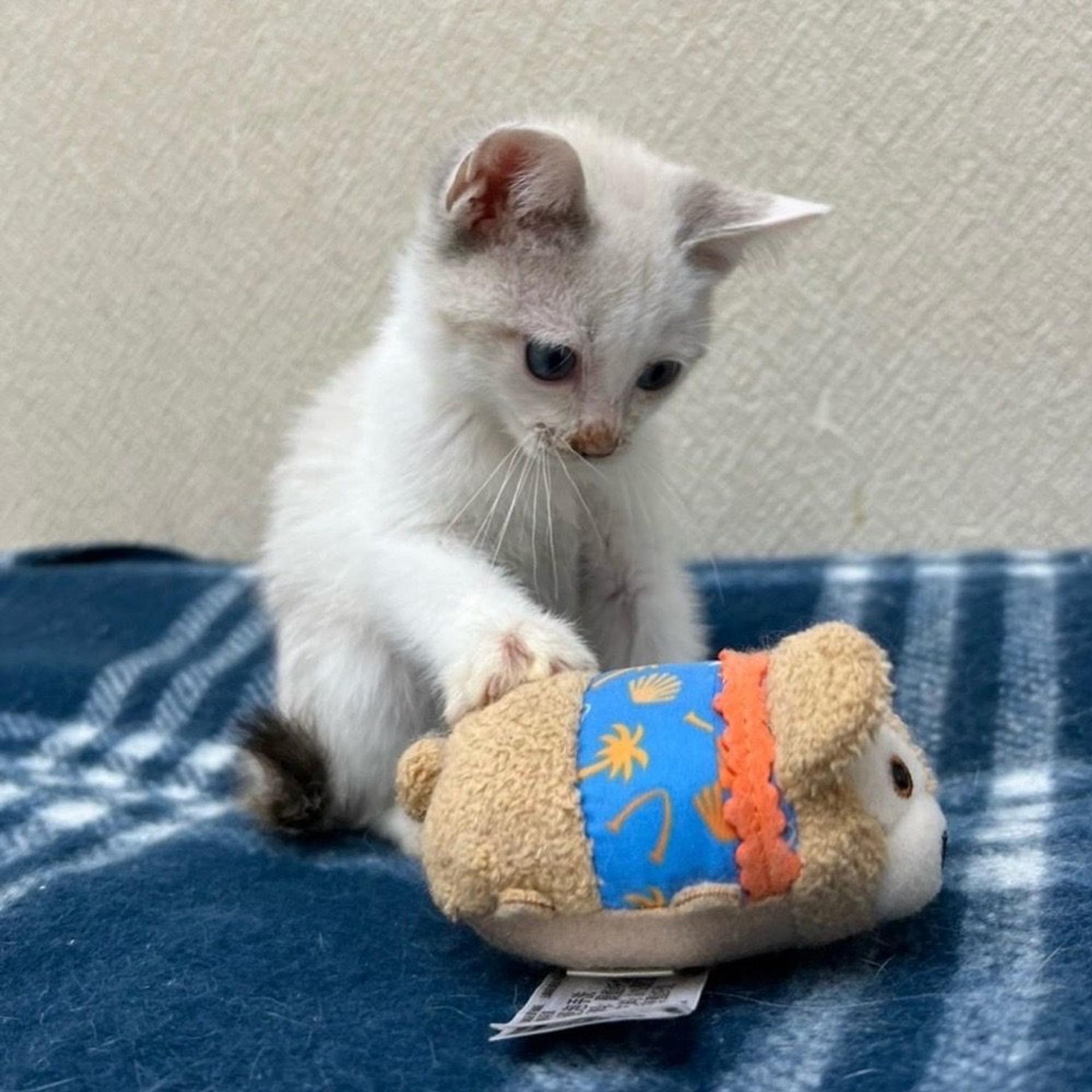 pet-image-4