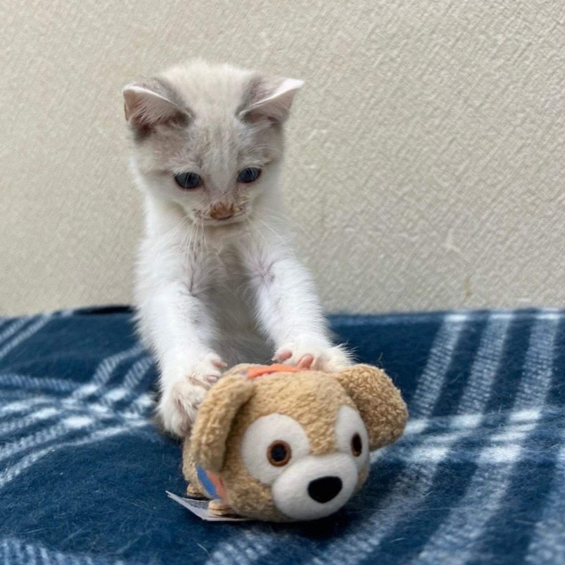 pet-image-5