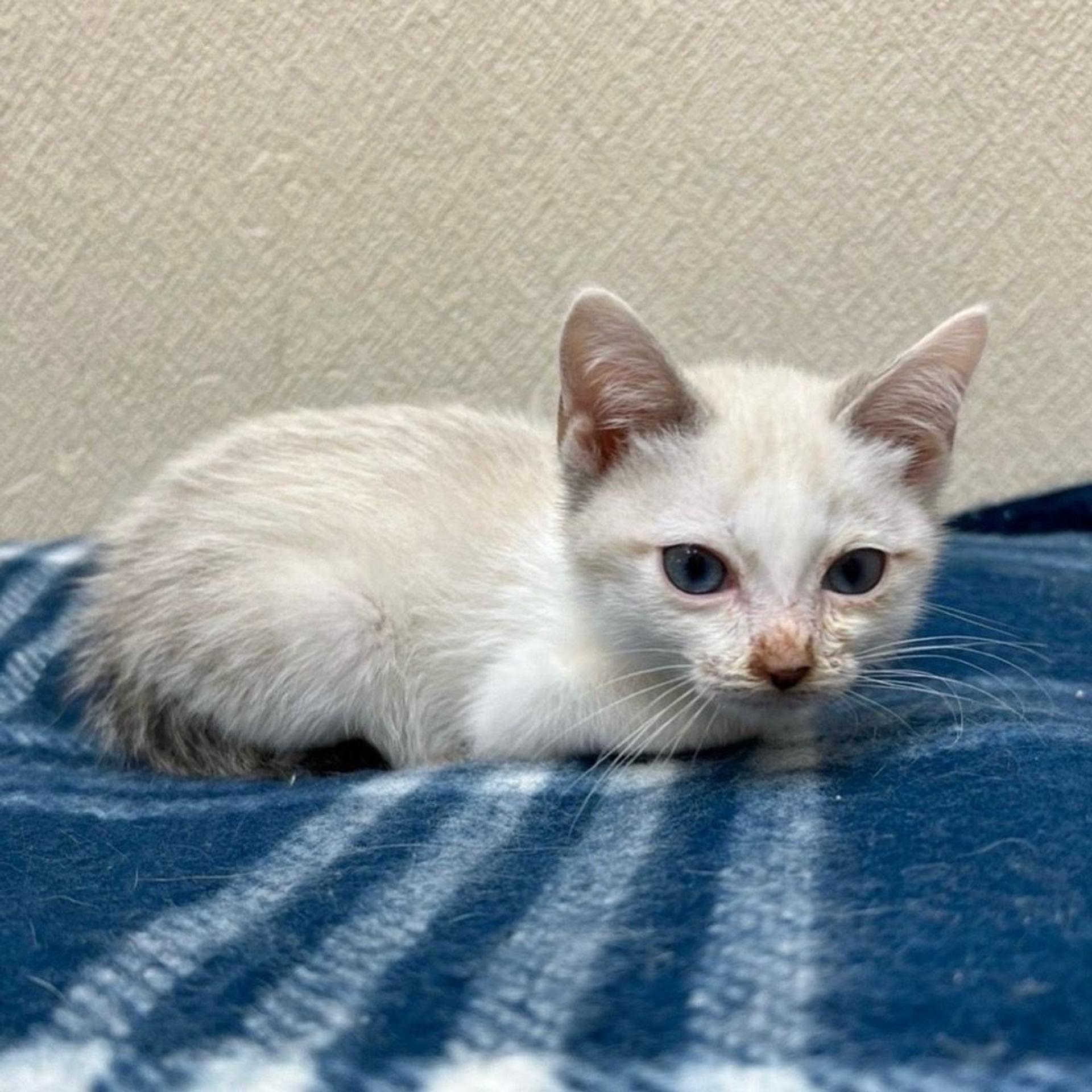 pet-image-7