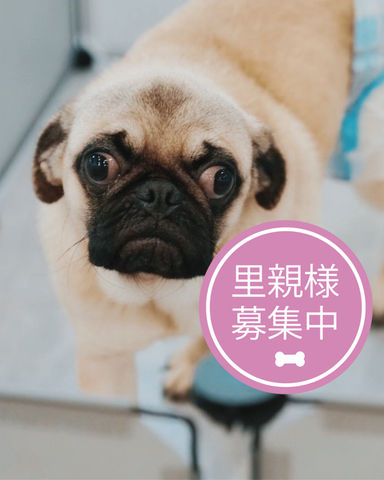 リコッタ