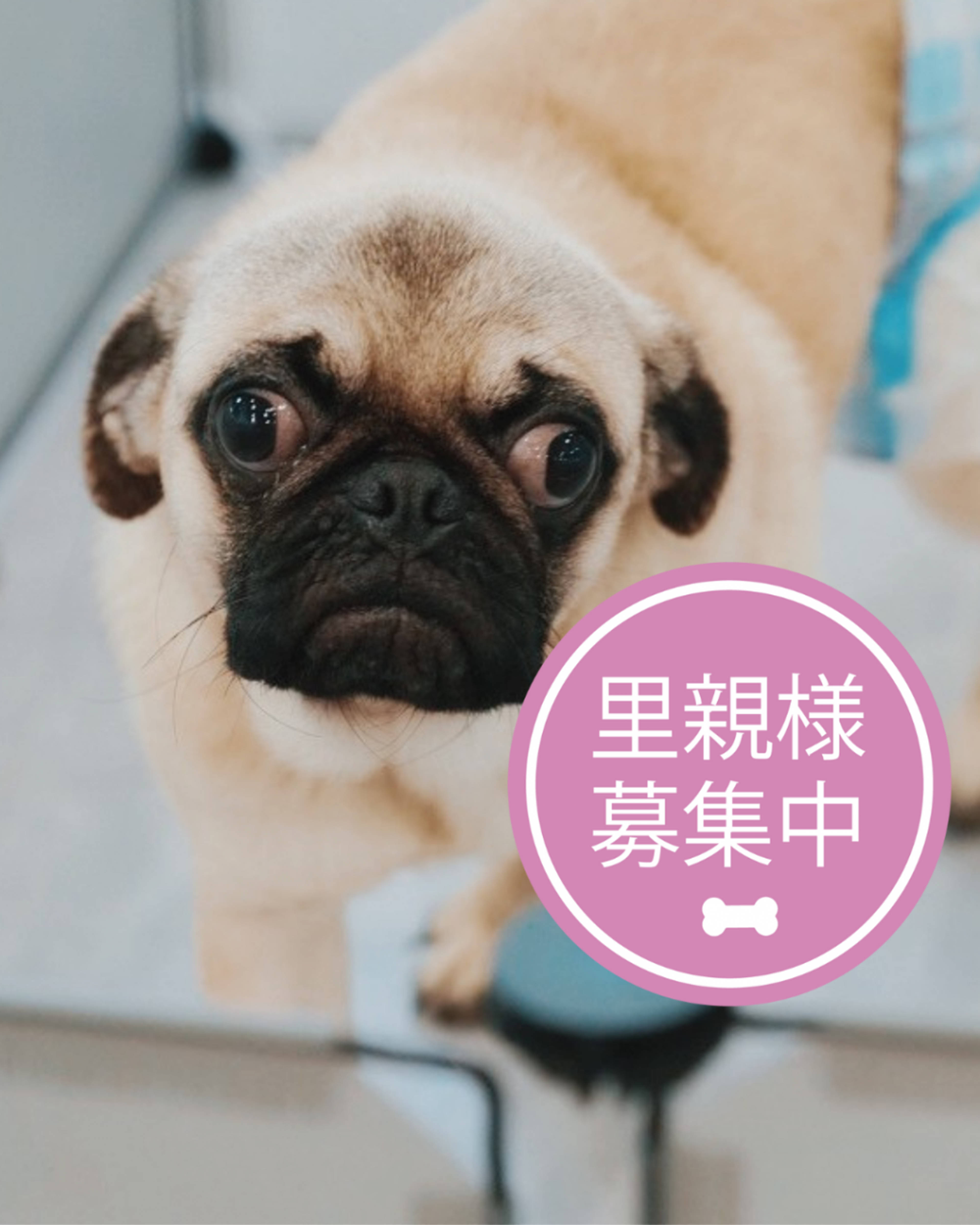 パグ・オスの里親募集の写真