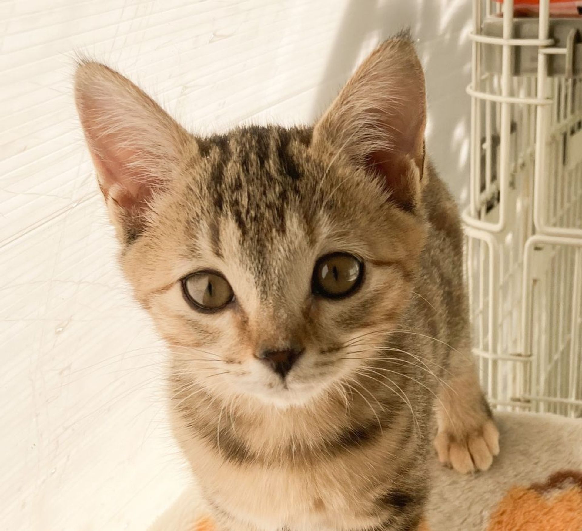雑種（ミックス猫）・メスの里親募集の写真