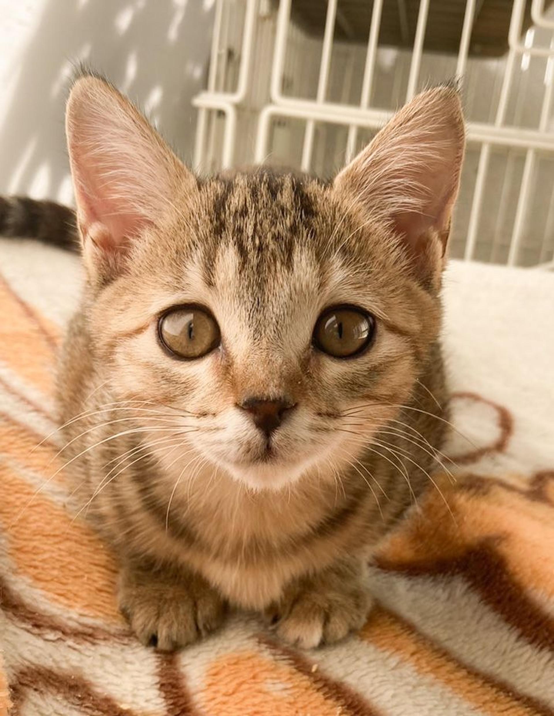 pet-image-4