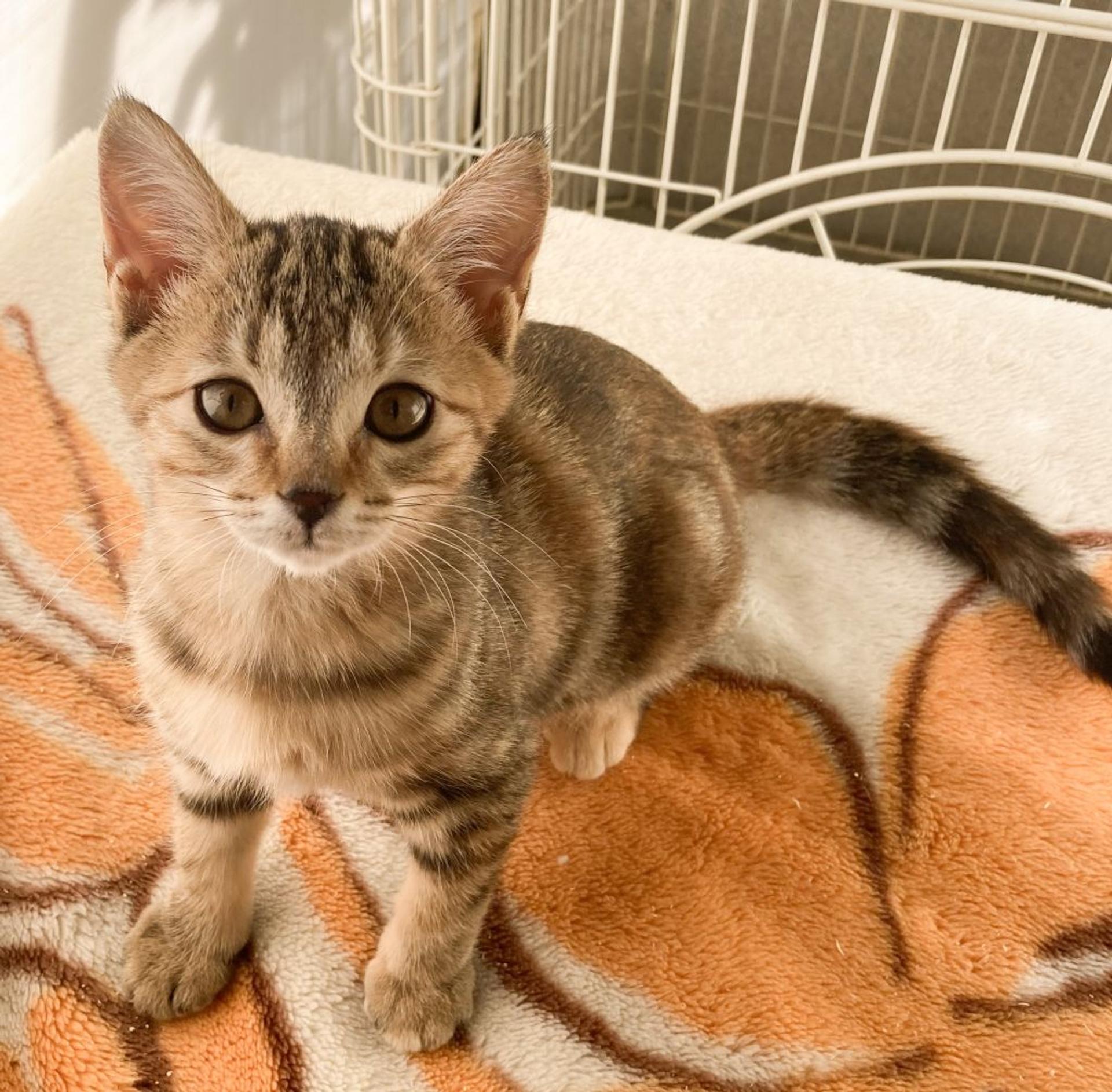 pet-image-5