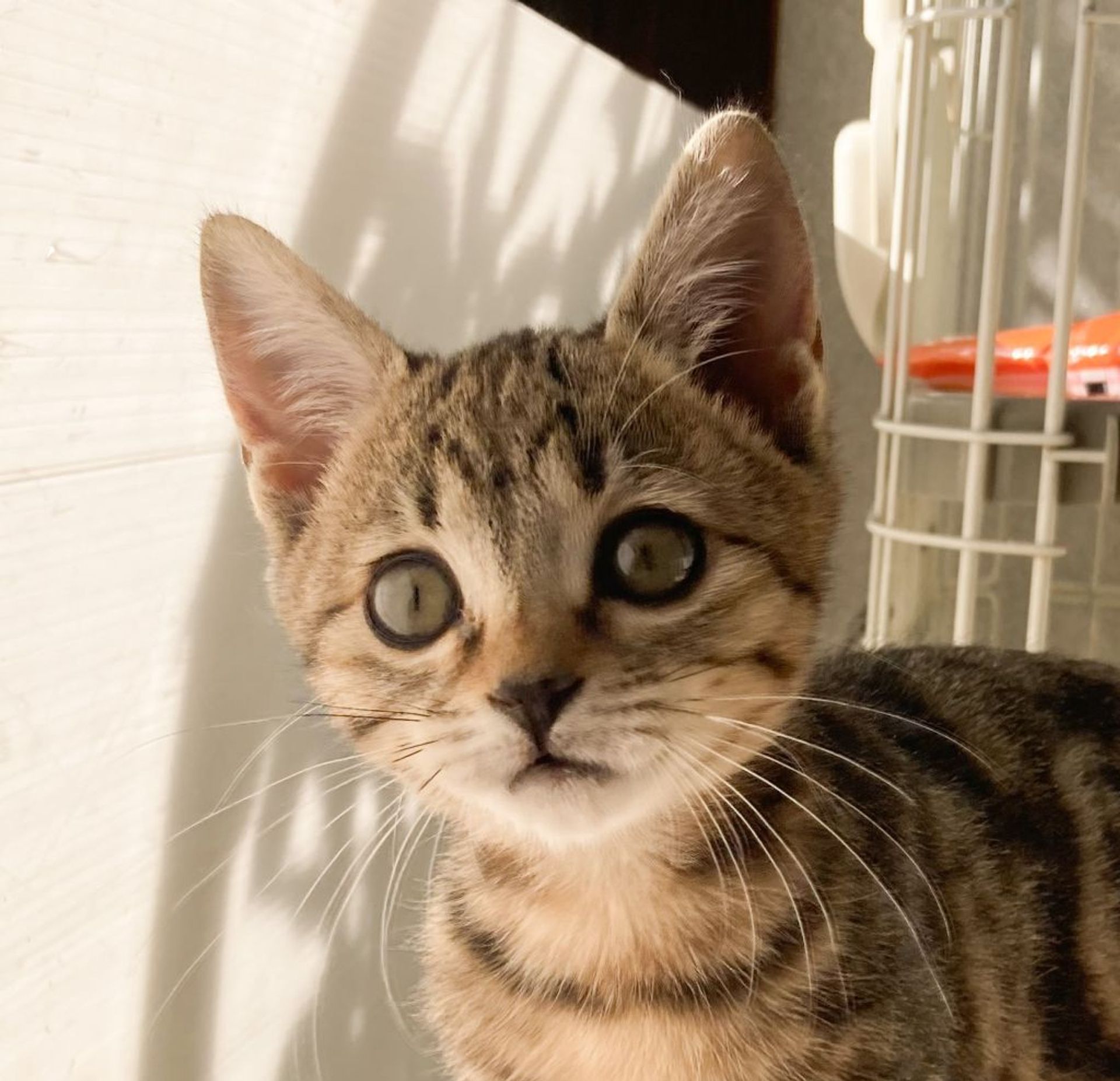 雑種（ミックス猫）・メスの里親募集の写真