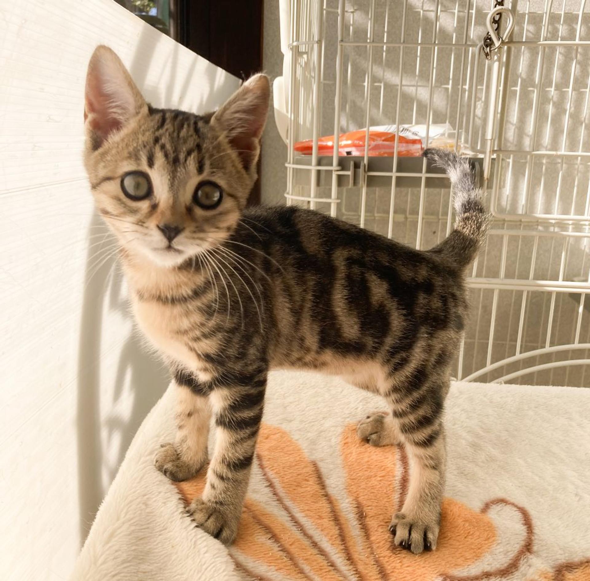 pet-image-3