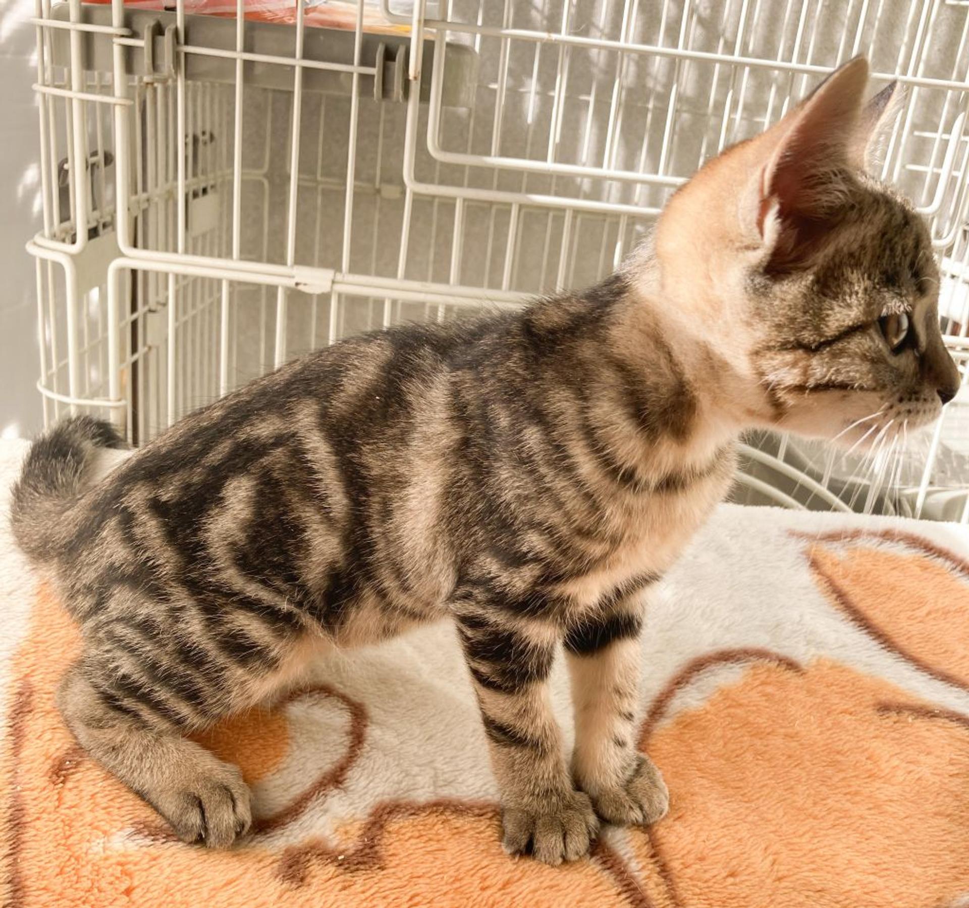 pet-image-4
