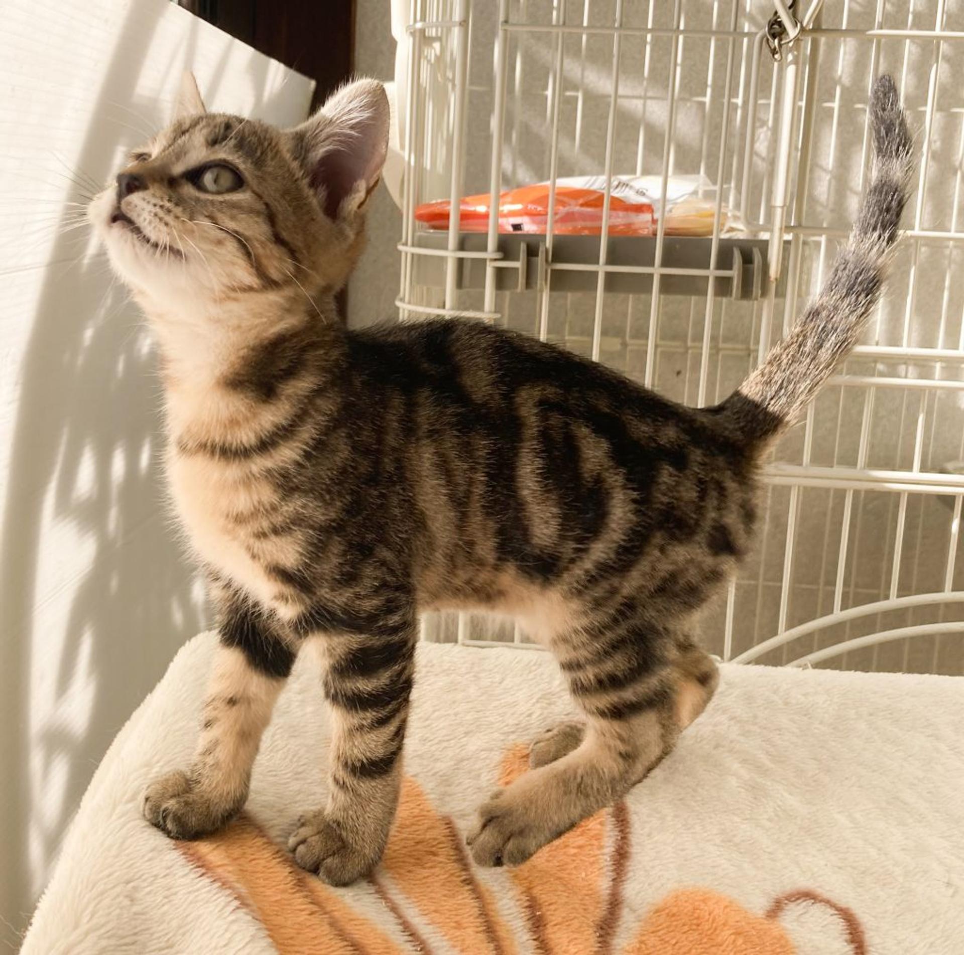 pet-image-5