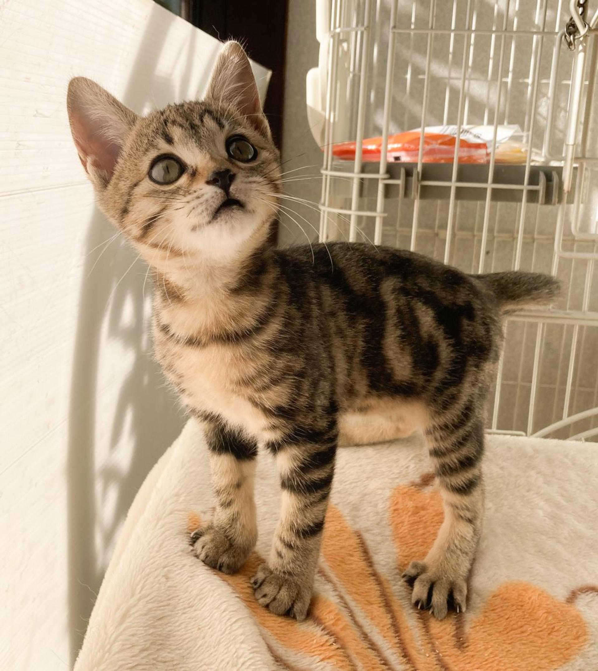 pet-image-6
