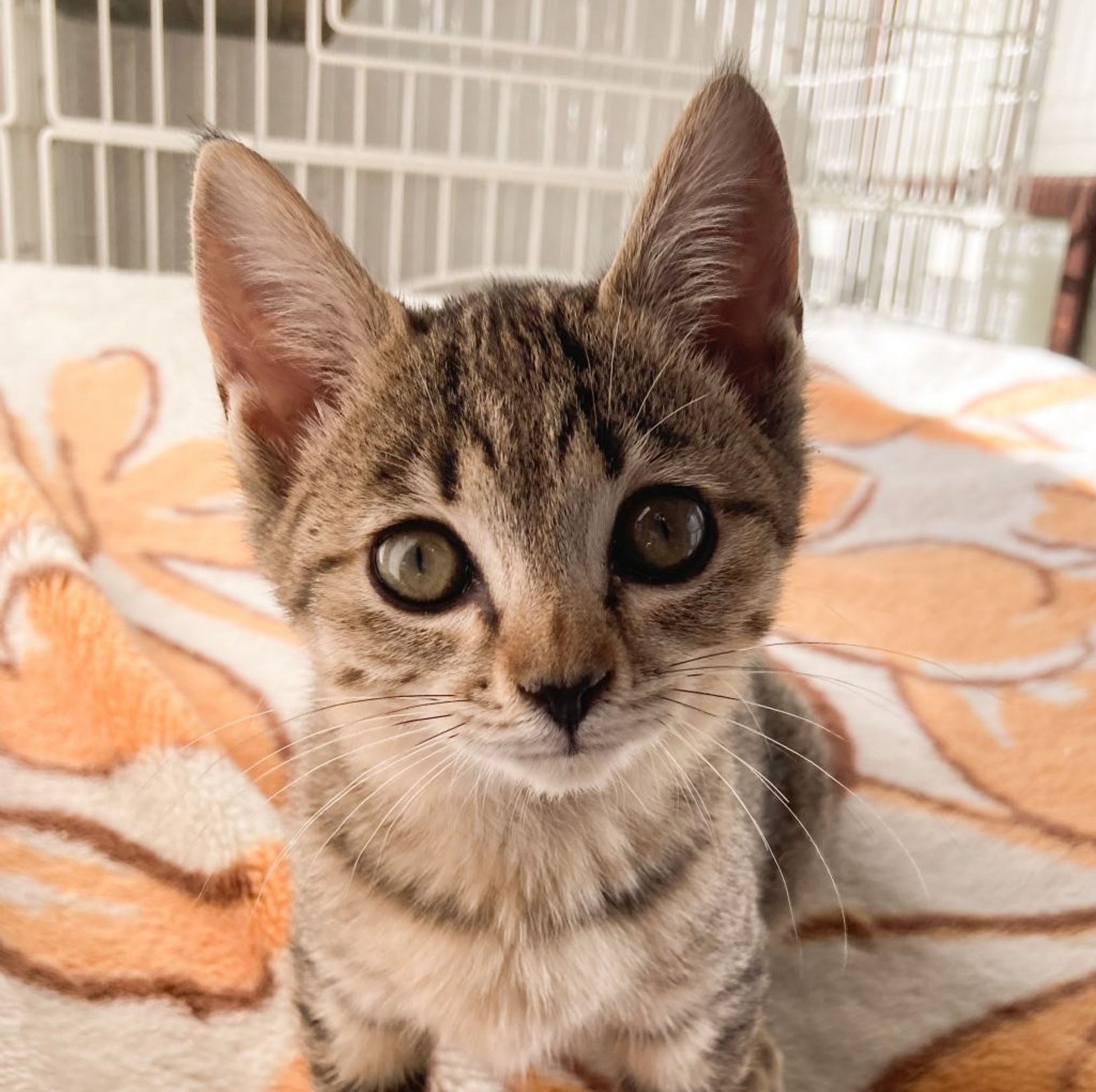 雑種（ミックス猫）・メスの里親募集の写真