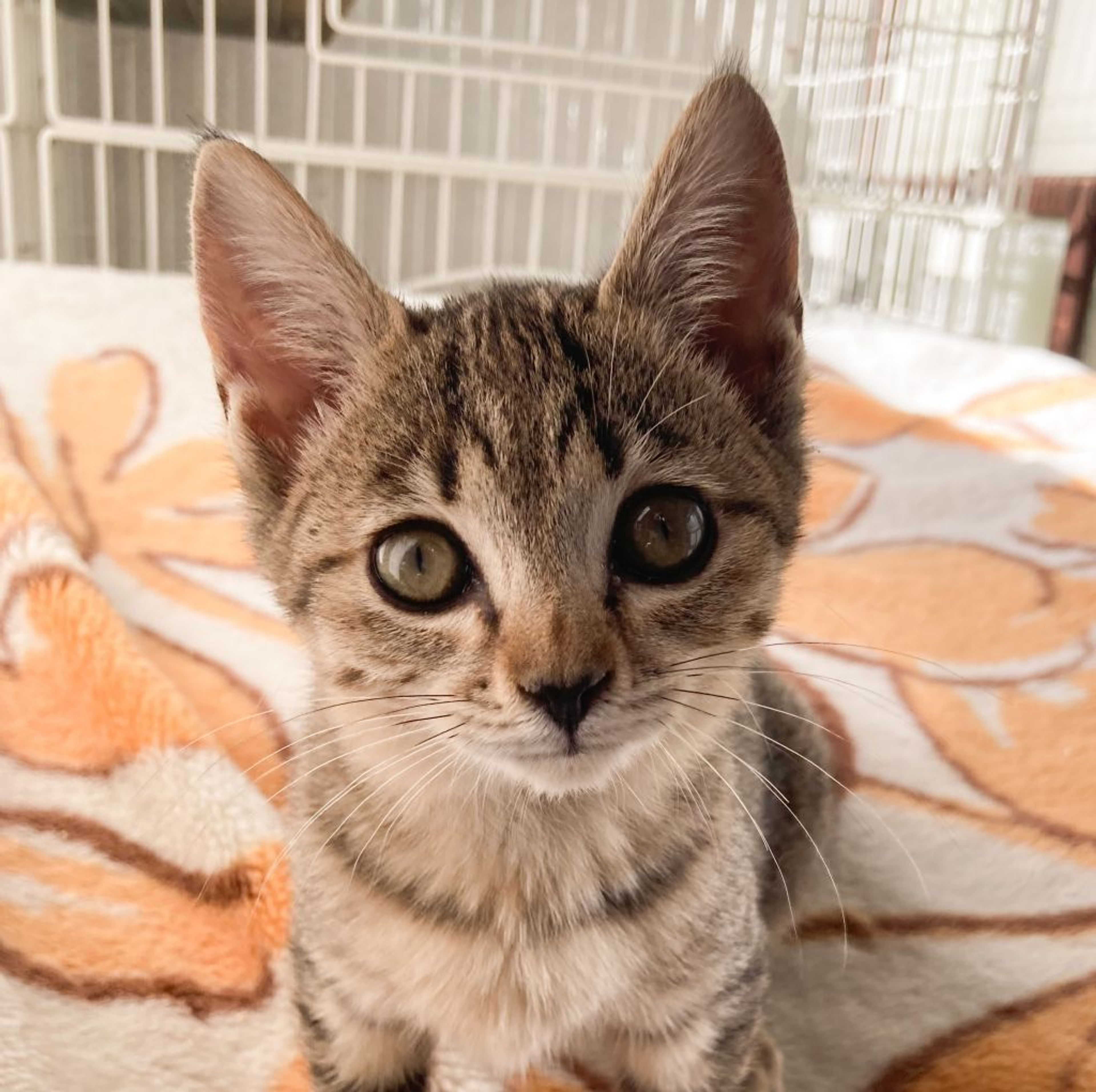 雑種（ミックス猫）・メスの里親募集の写真