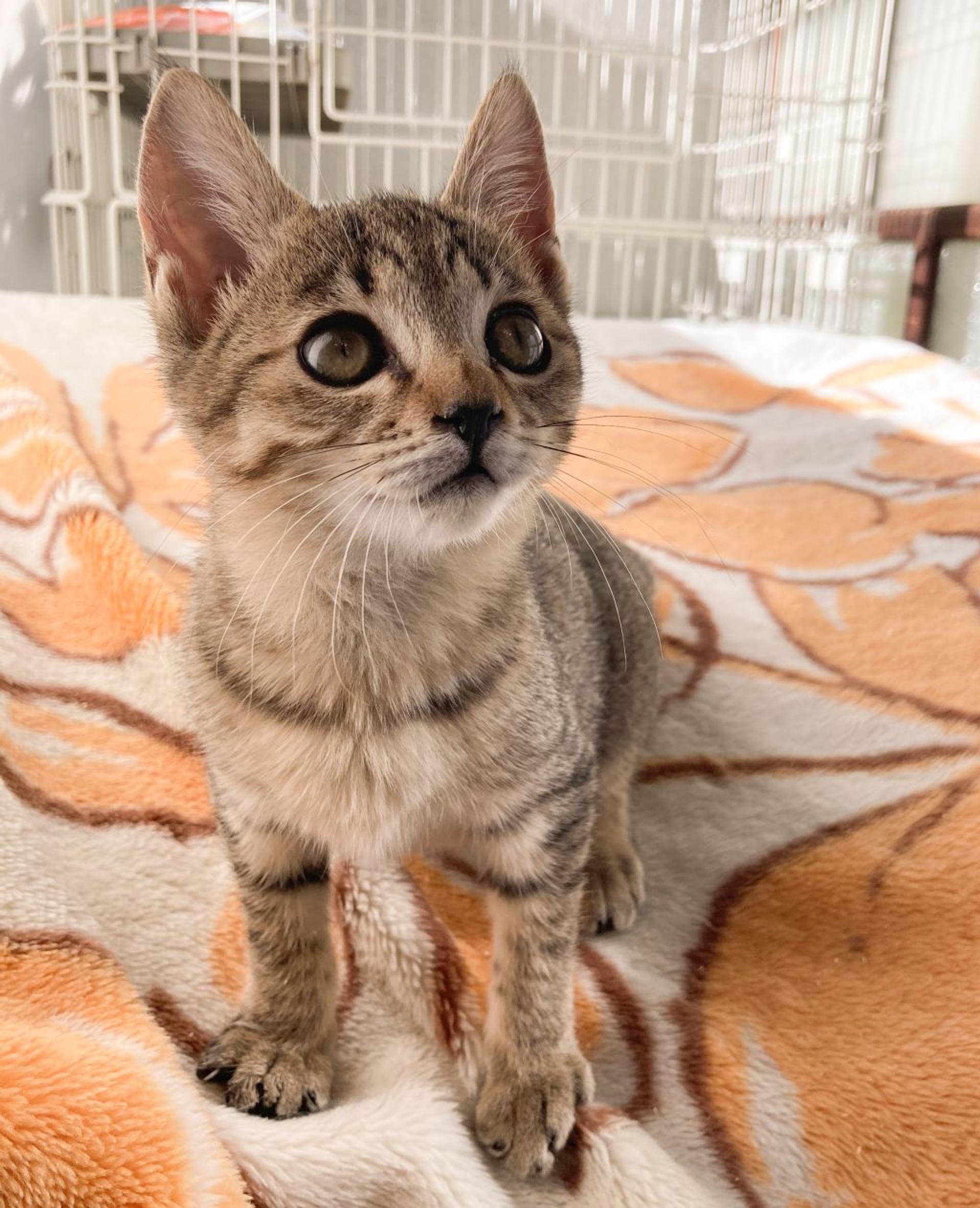 pet-image-3