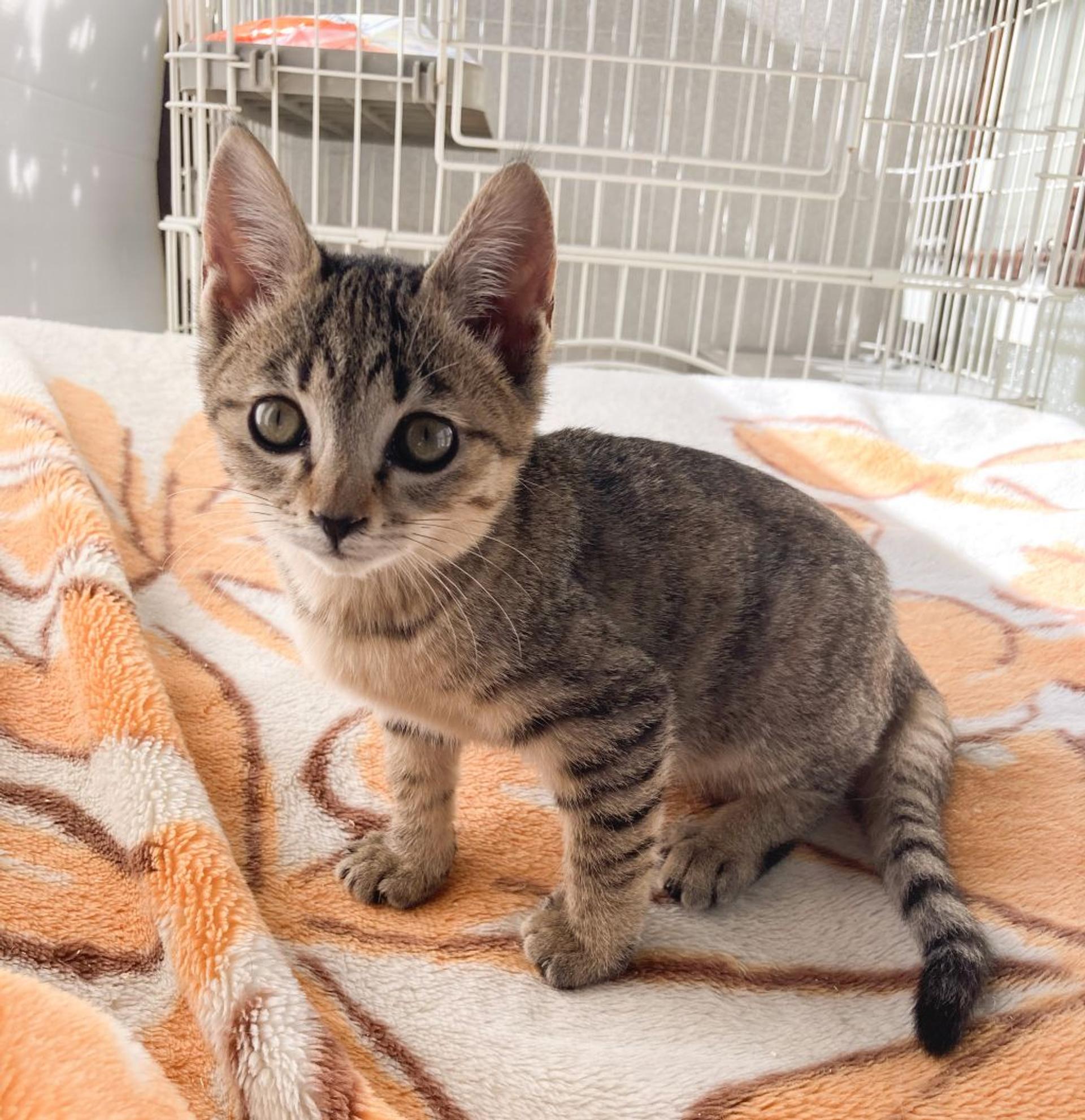 pet-image-4