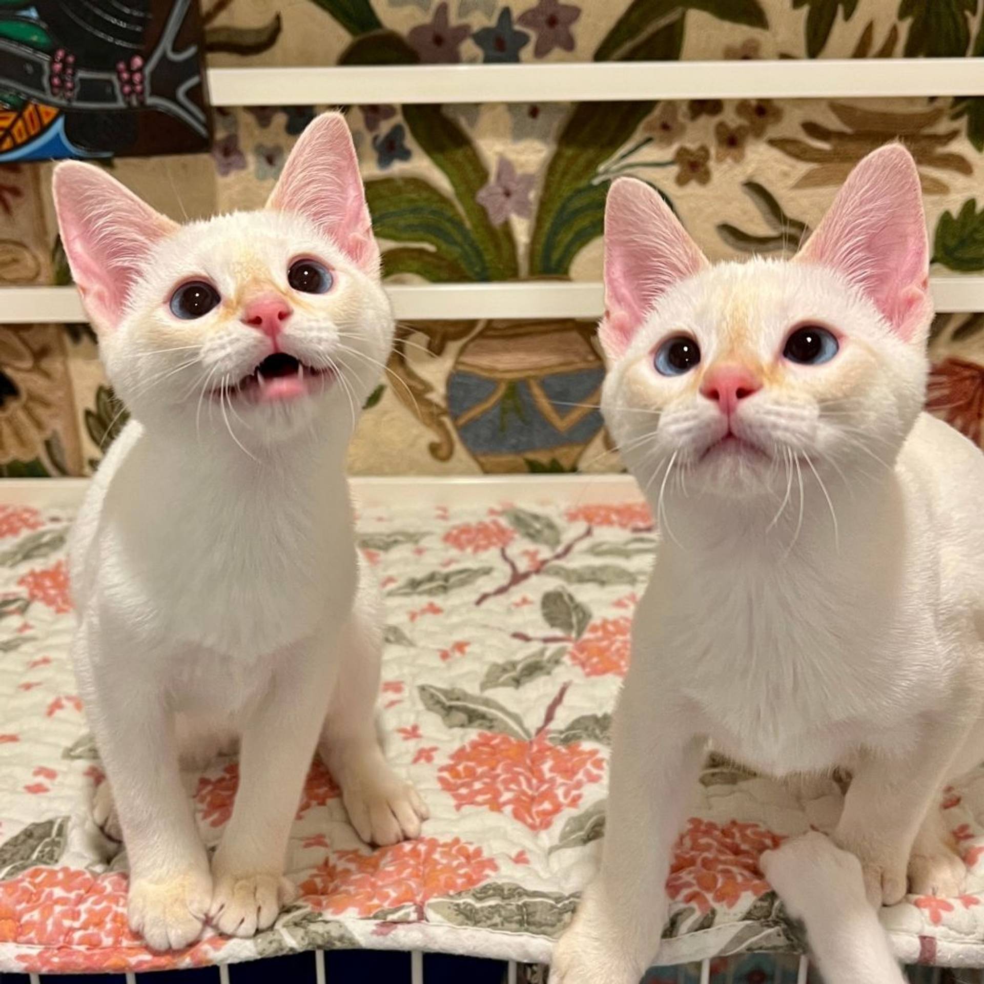 雑種（ミックス猫）・メスの里親募集の写真