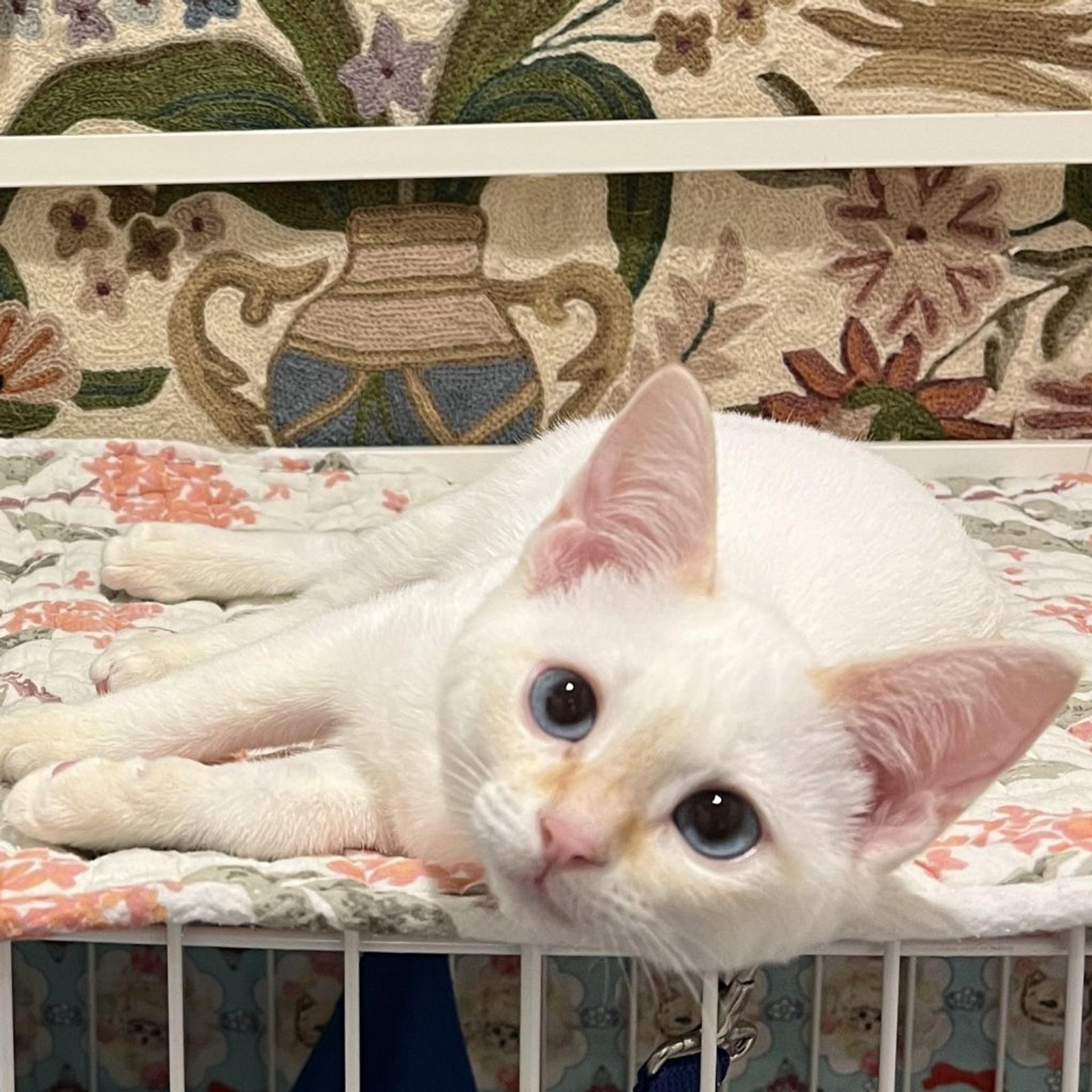 pet-image-4