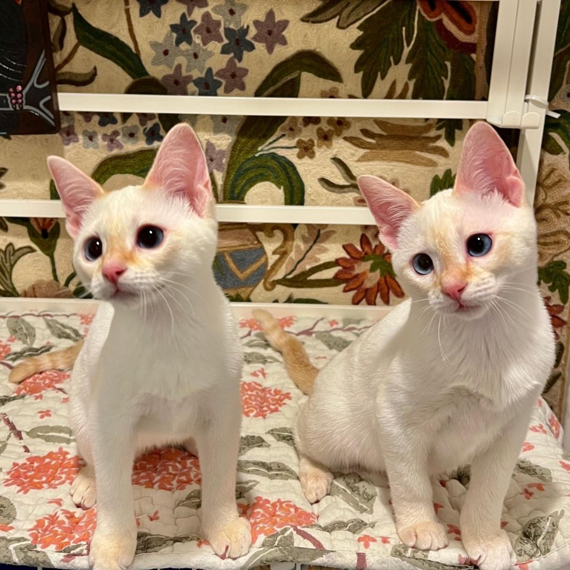 pet-image-5