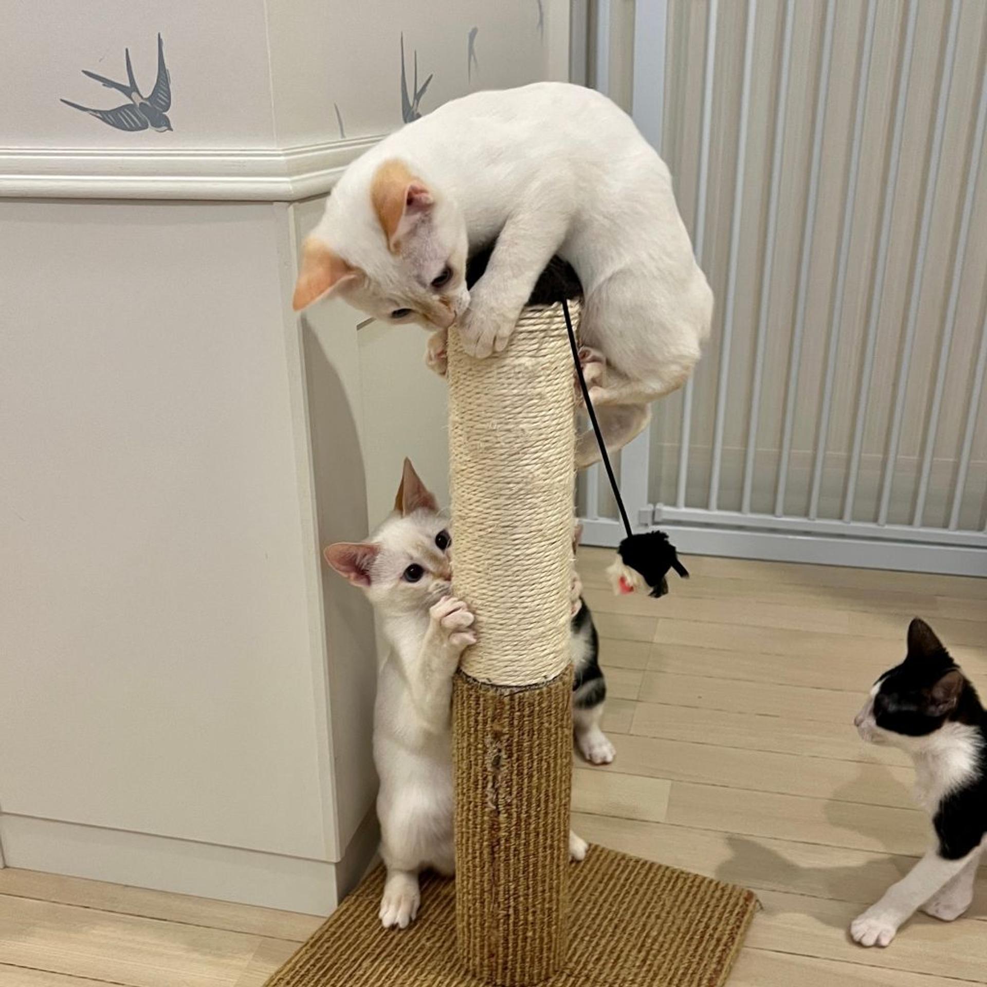 pet-image-7