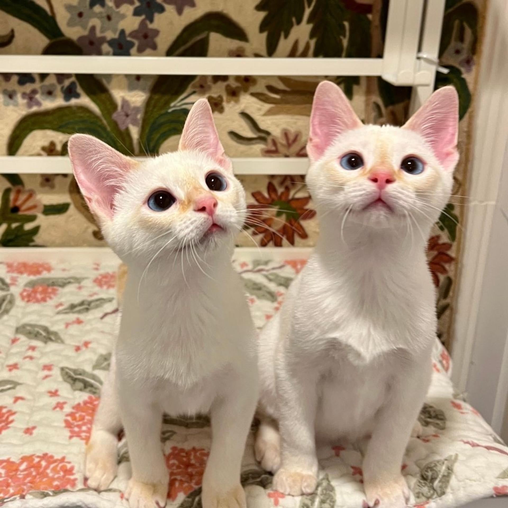 pet-image-8
