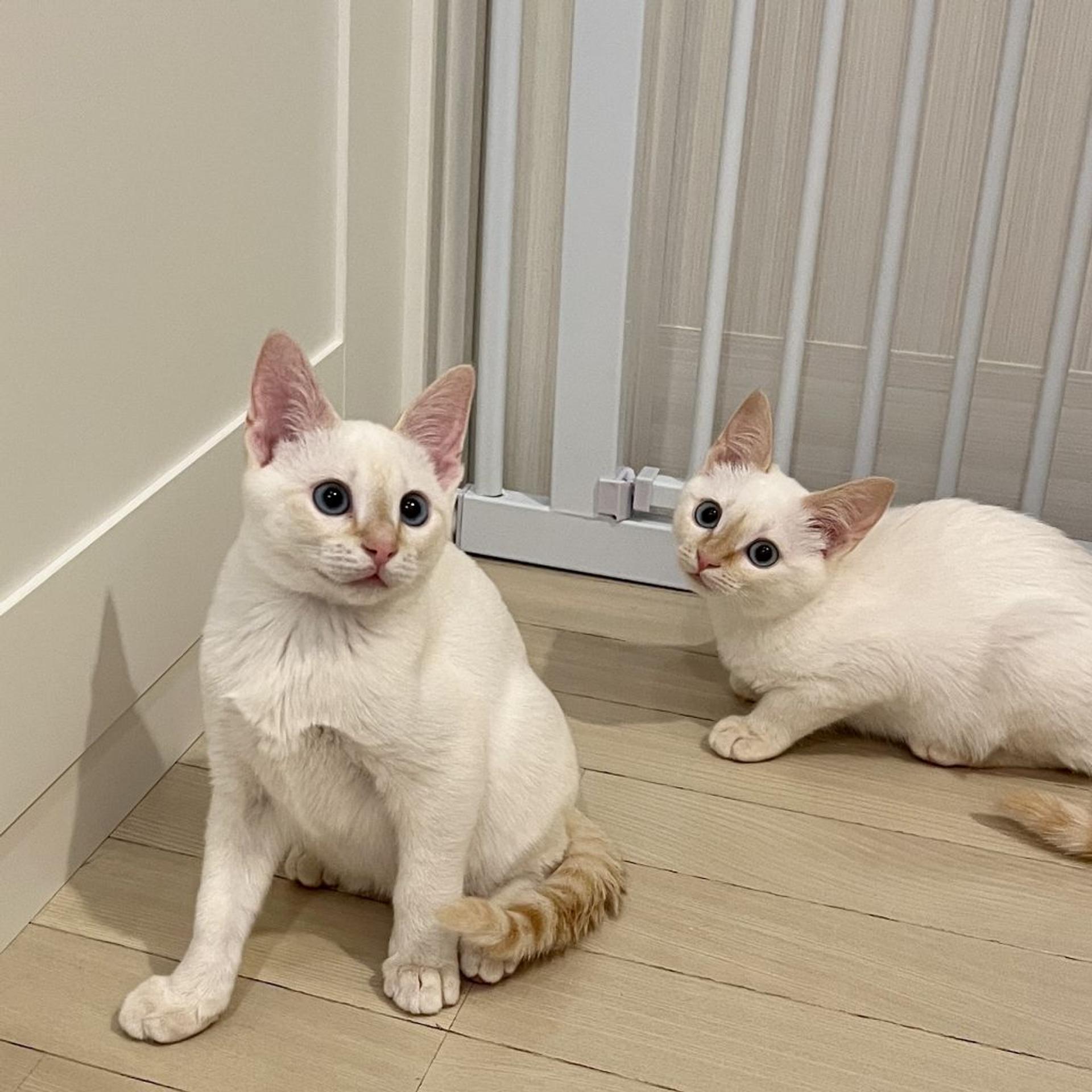 pet-image-9
